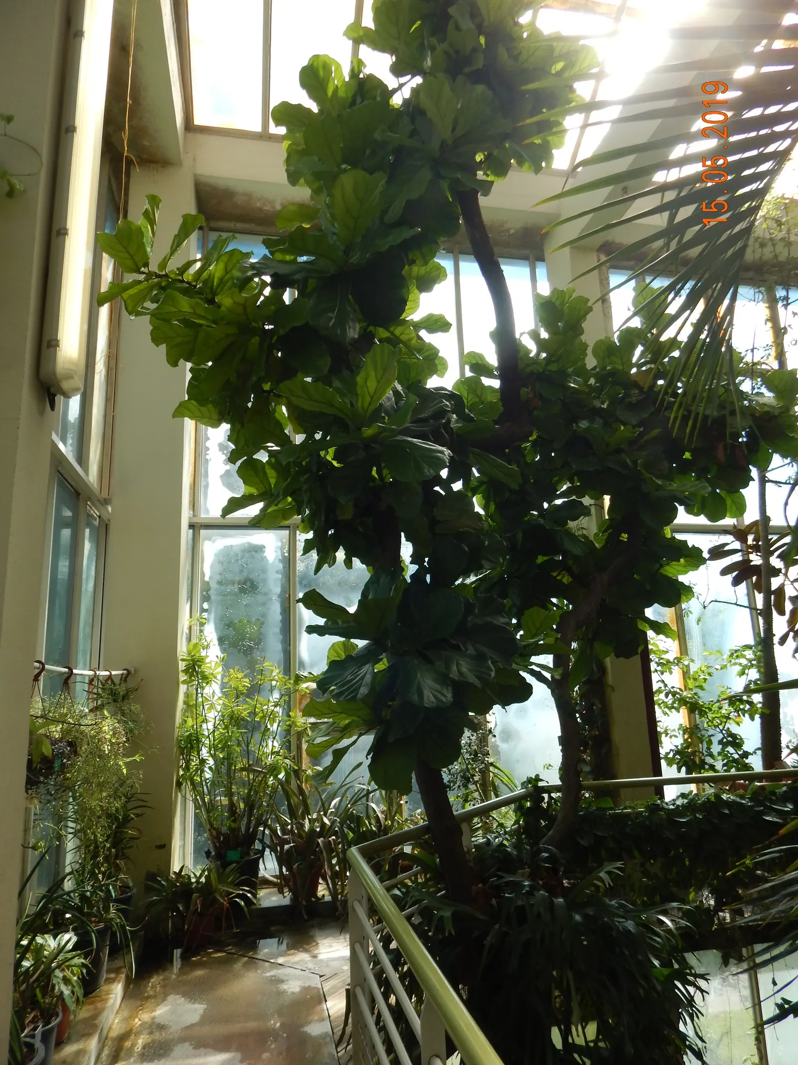 Fiddle-Leaf Fig, Banjo-Leaf Fig (Ficus Lyrata) — consider its vertical growth habit and potential height, image 48