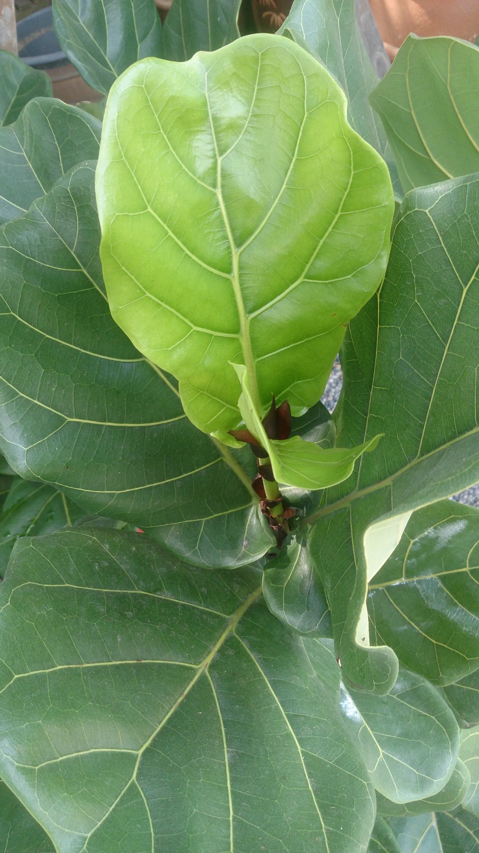 Fiddle-Leaf Fig, Banjo-Leaf Fig (Ficus Lyrata) — is a striking and popular addition to interior landscapes; indirect sunlight and preferring, image 62