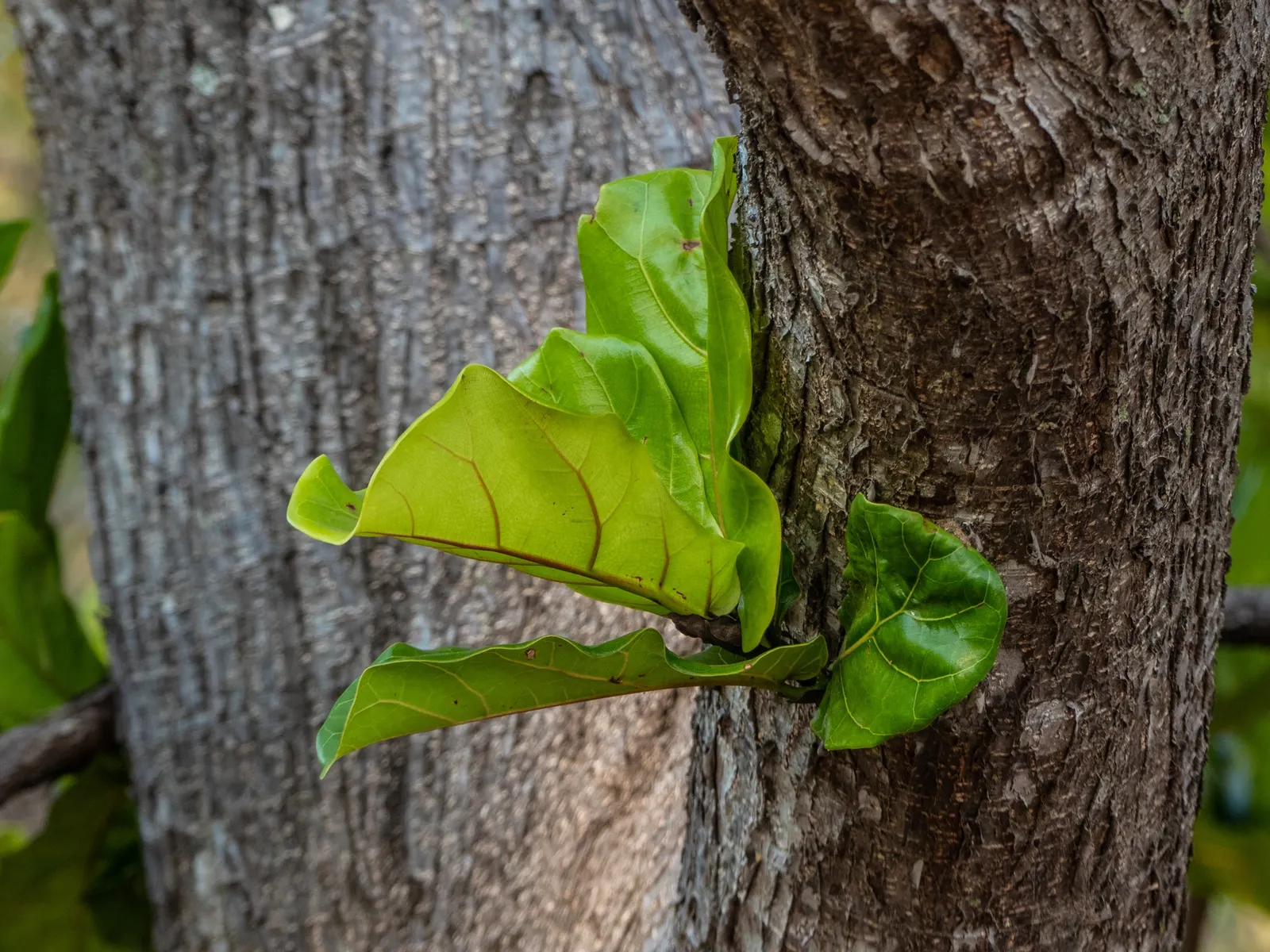 Fiddle-Leaf Fig, Banjo-Leaf Fig (Ficus Lyrata) — consider its vertical growth habit and potential height, image 29
