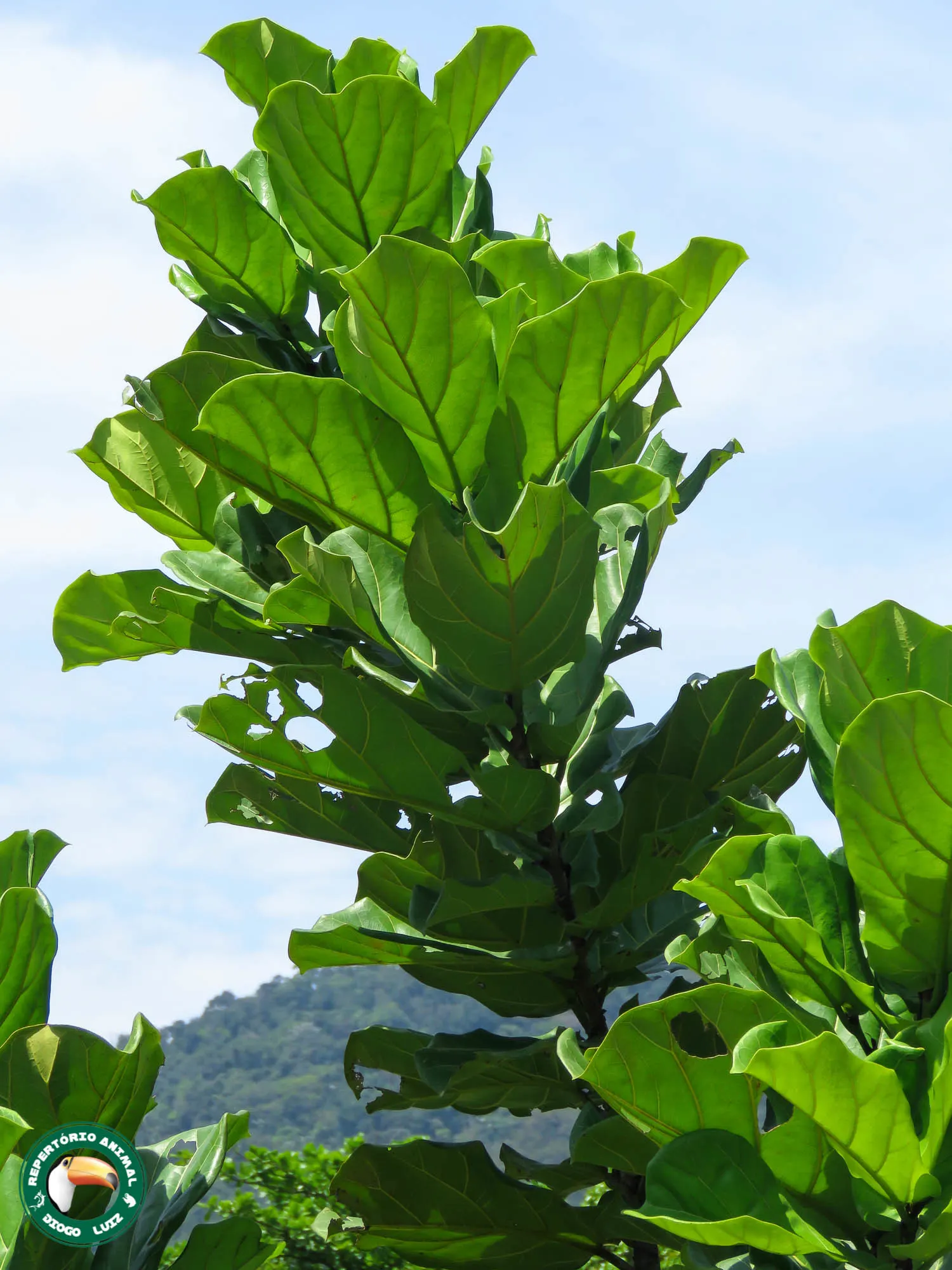 Fiddle-Leaf Fig, Banjo-Leaf Fig (Ficus Lyrata) — Caution should be taken as the sap can be irritating to skin and is toxic if ingested; hence; the, image 53