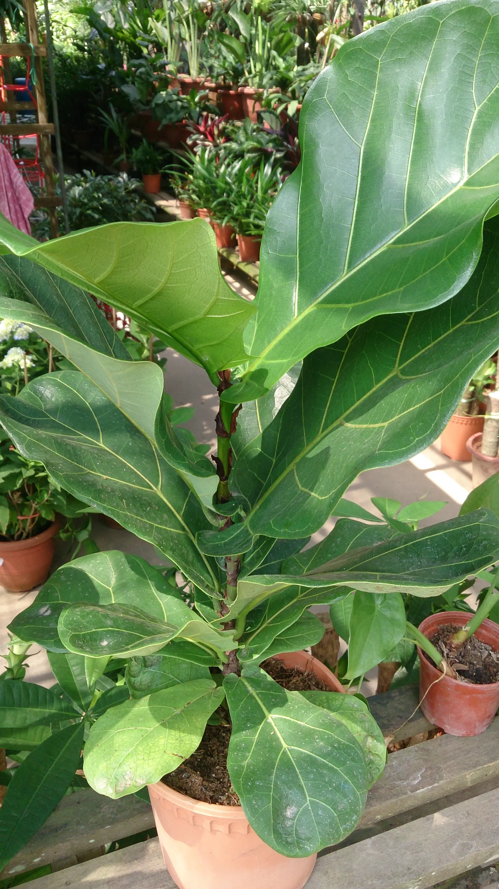 Fiddle-Leaf Fig, Banjo-Leaf Fig (Ficus Lyrata) — deep green hue with prominent veining.<br><br>When integrating Ficus lyrata into landscape, image 66