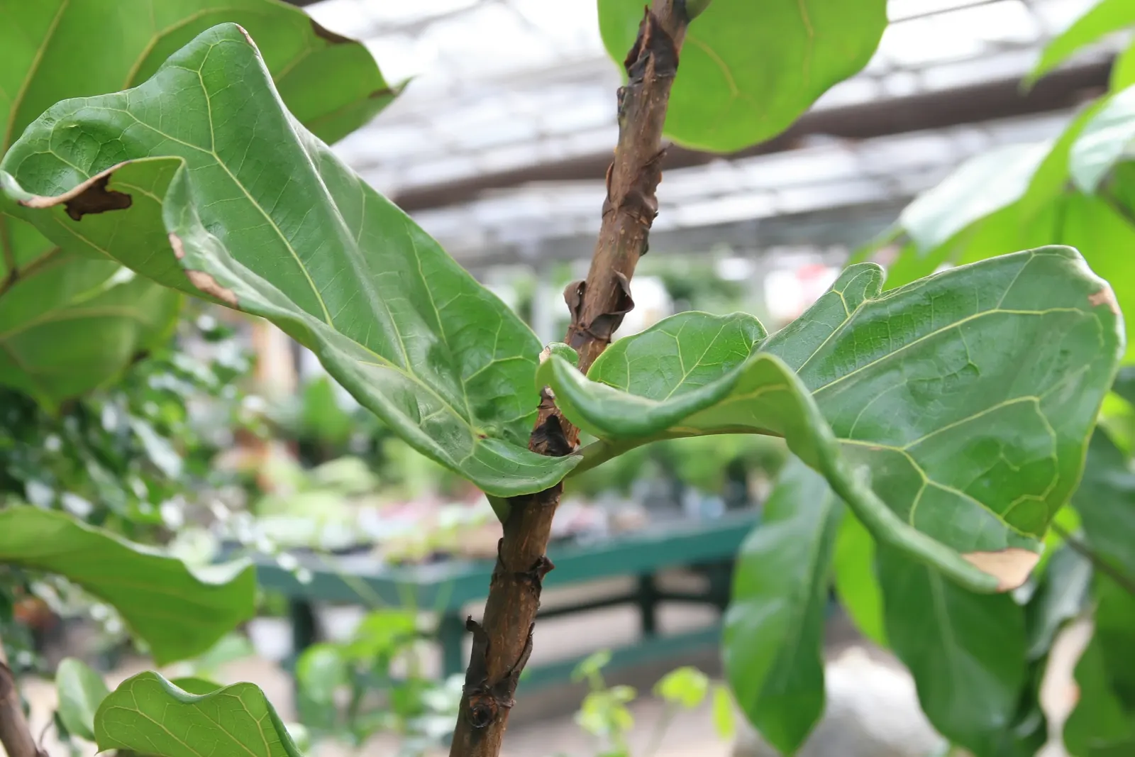 Fiddle-Leaf Fig, Banjo-Leaf Fig (Ficus Lyrata) — averaging 10 to 15 inches long and up to 10 inches wide; caution should be taken as the sap can be, image 65