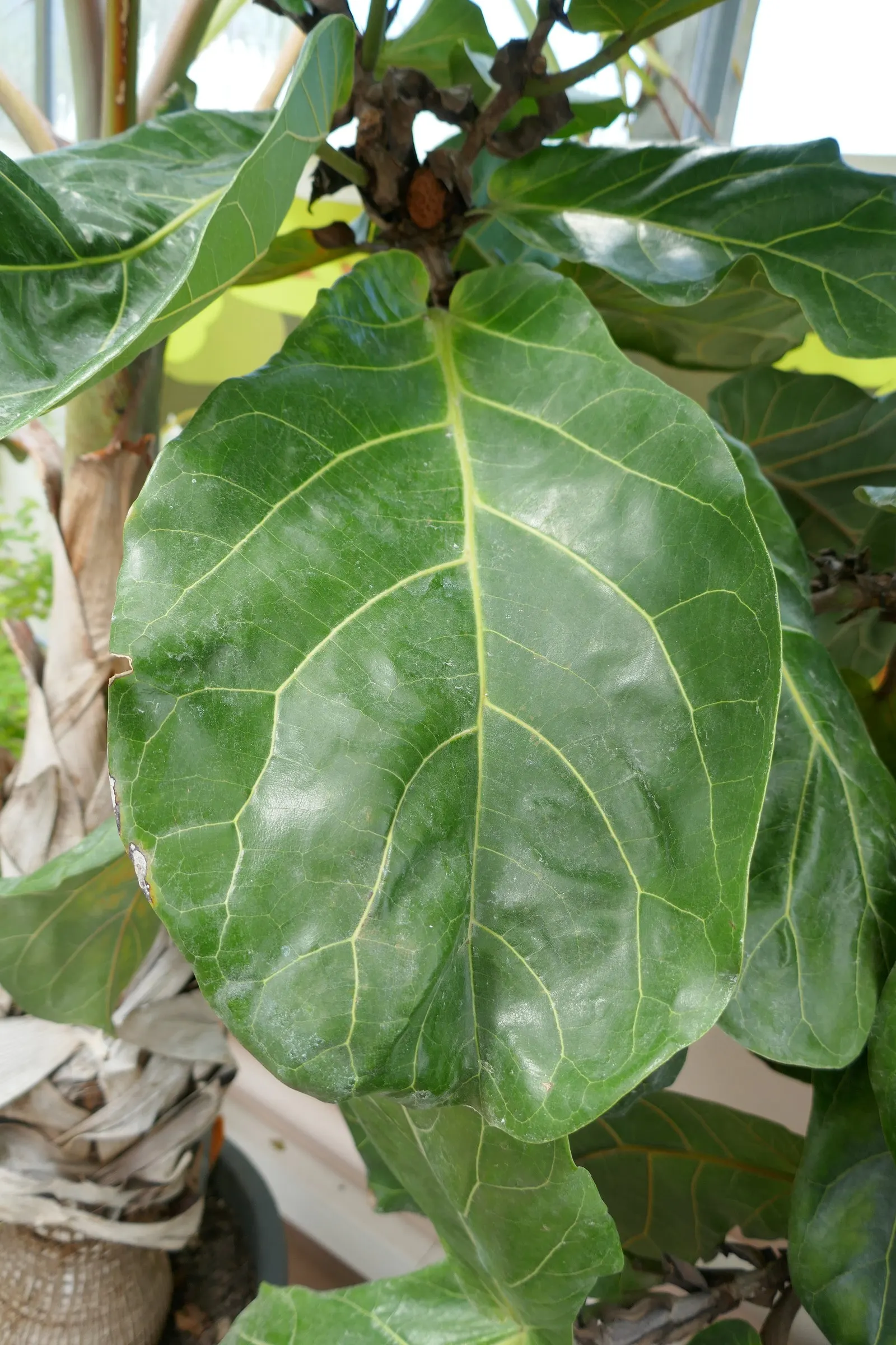 Fiddle-Leaf Fig, Banjo-Leaf Fig (Ficus Lyrata) — making it a functional and elegant choice for residential or commercial landscapes; deep green hue with