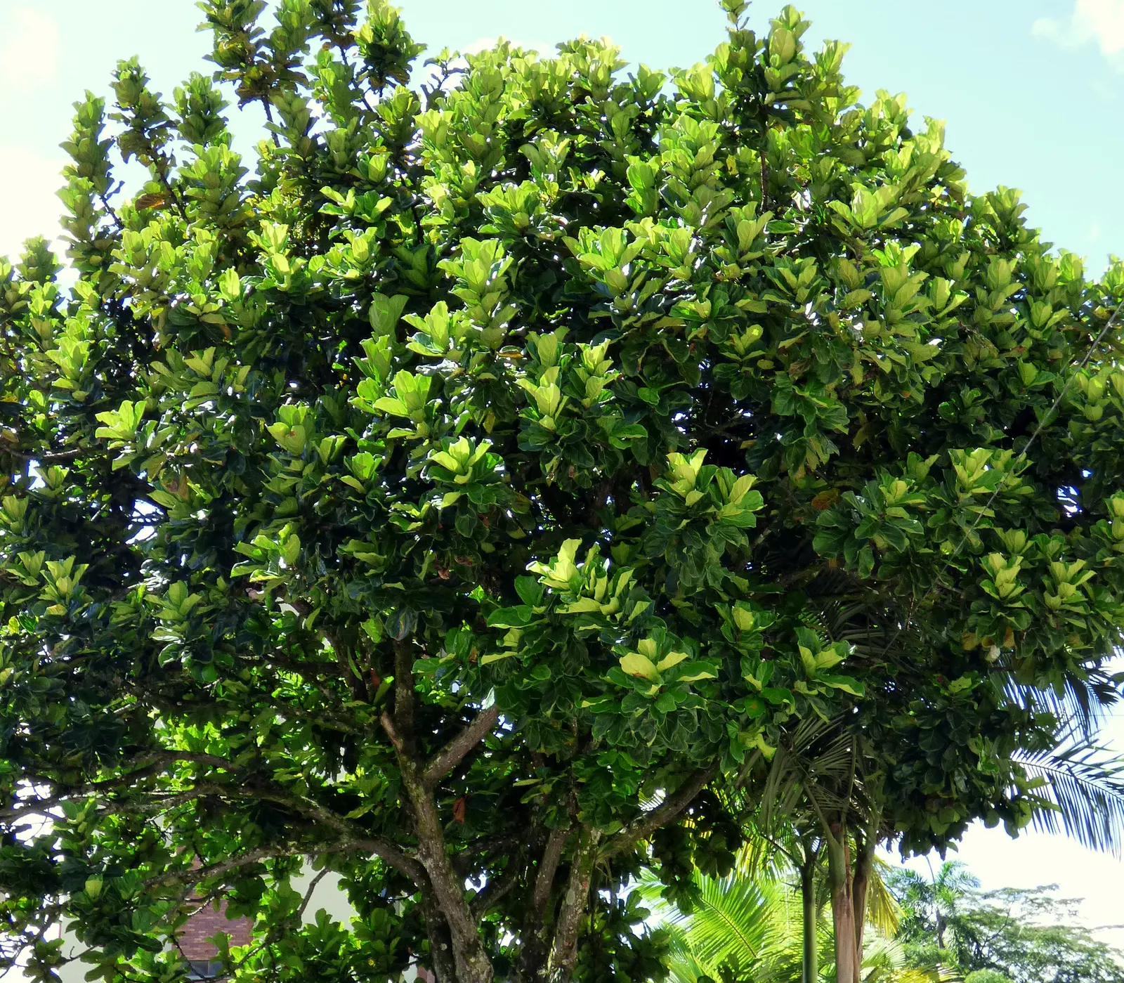 Fiddle-Leaf Fig, Banjo-Leaf Fig (Ficus Lyrata) — As a tropical evergreen, it thrives in warm, humid climates and prefers bright, indirect sunlight, image 41
