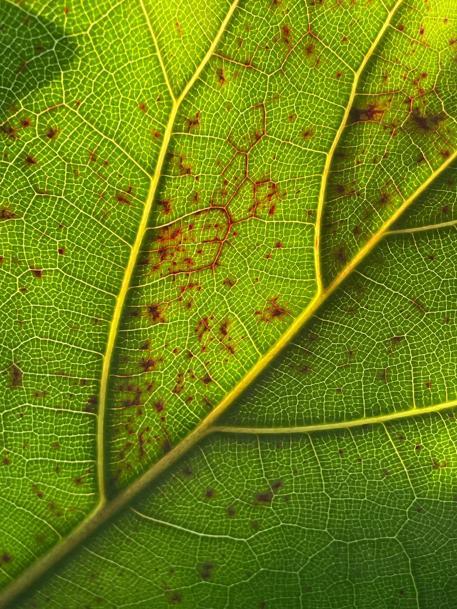 Fiddle-Leaf Fig, Banjo-Leaf Fig (Ficus Lyrata) — architectural presence and violin-shaped; commonly called Fiddle-leaf Fig