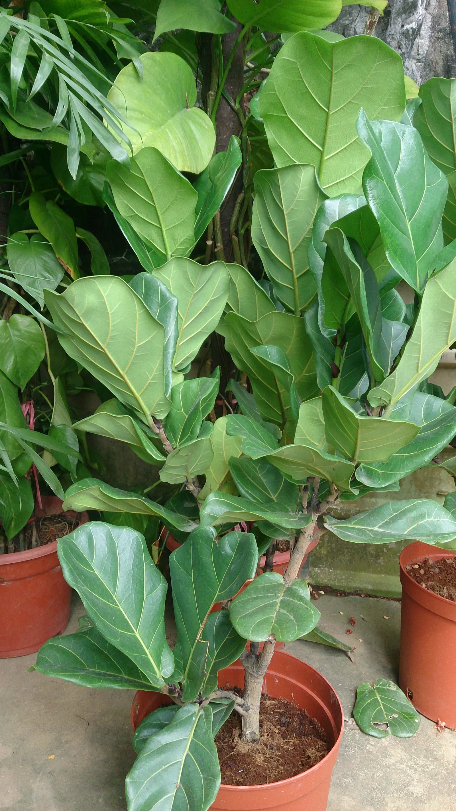 Fiddle-Leaf Fig, Banjo-Leaf Fig (Ficus Lyrata) — consider its vertical growth habit and potential height, image 67