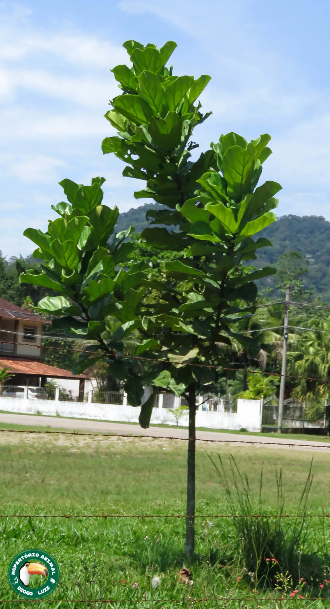Fiddle-Leaf Fig, Banjo-Leaf Fig (Ficus Lyrata) — well-draining soil to avoid root rot; broadleaf evergreen / shrub / tree for full or half or shade, image 71