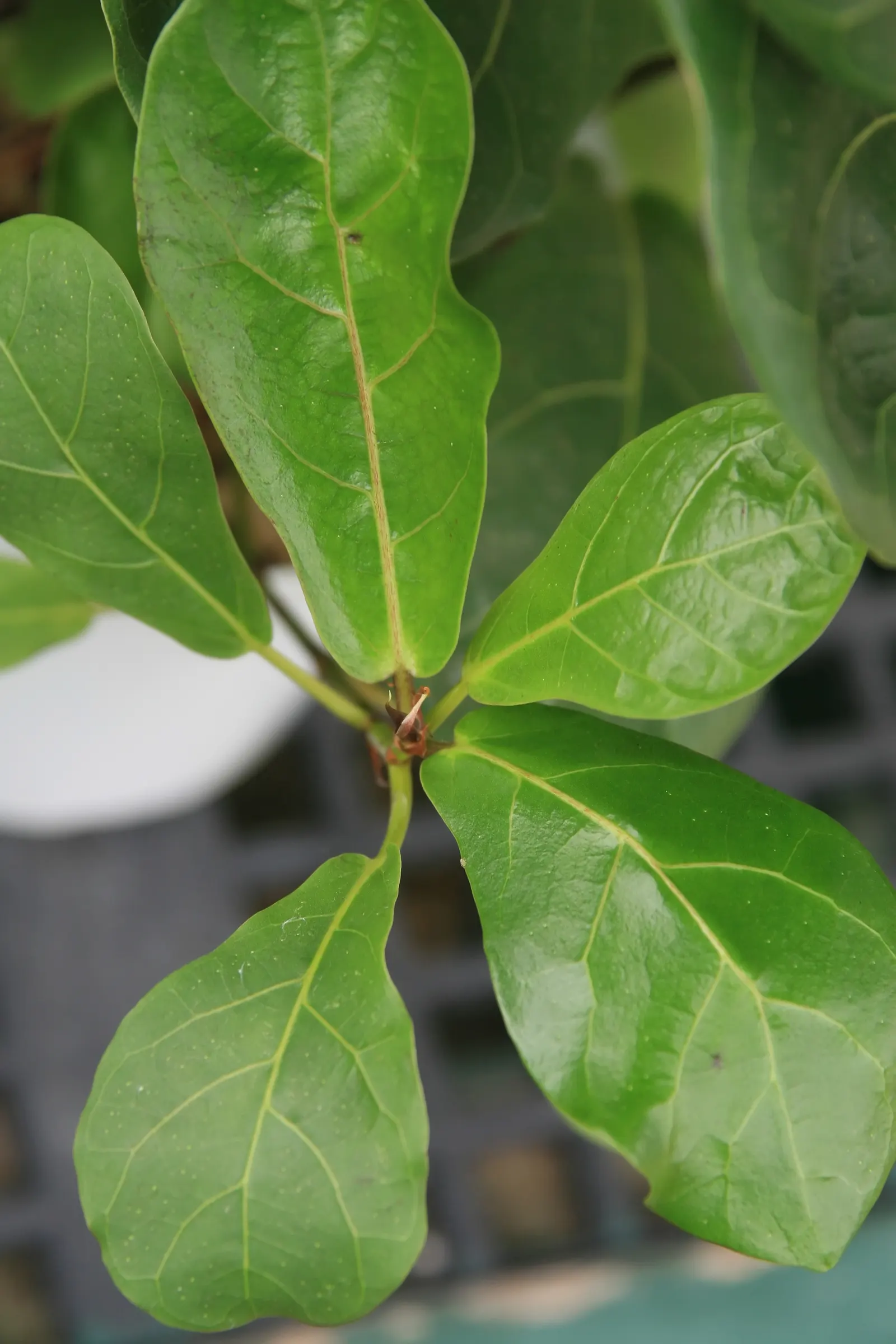 Fiddle-Leaf Fig, Banjo-Leaf Fig (Ficus Lyrata) — averaging 10 to 15 inches long and up to 10 inches wide; caution should be taken as the sap can be, image 46
