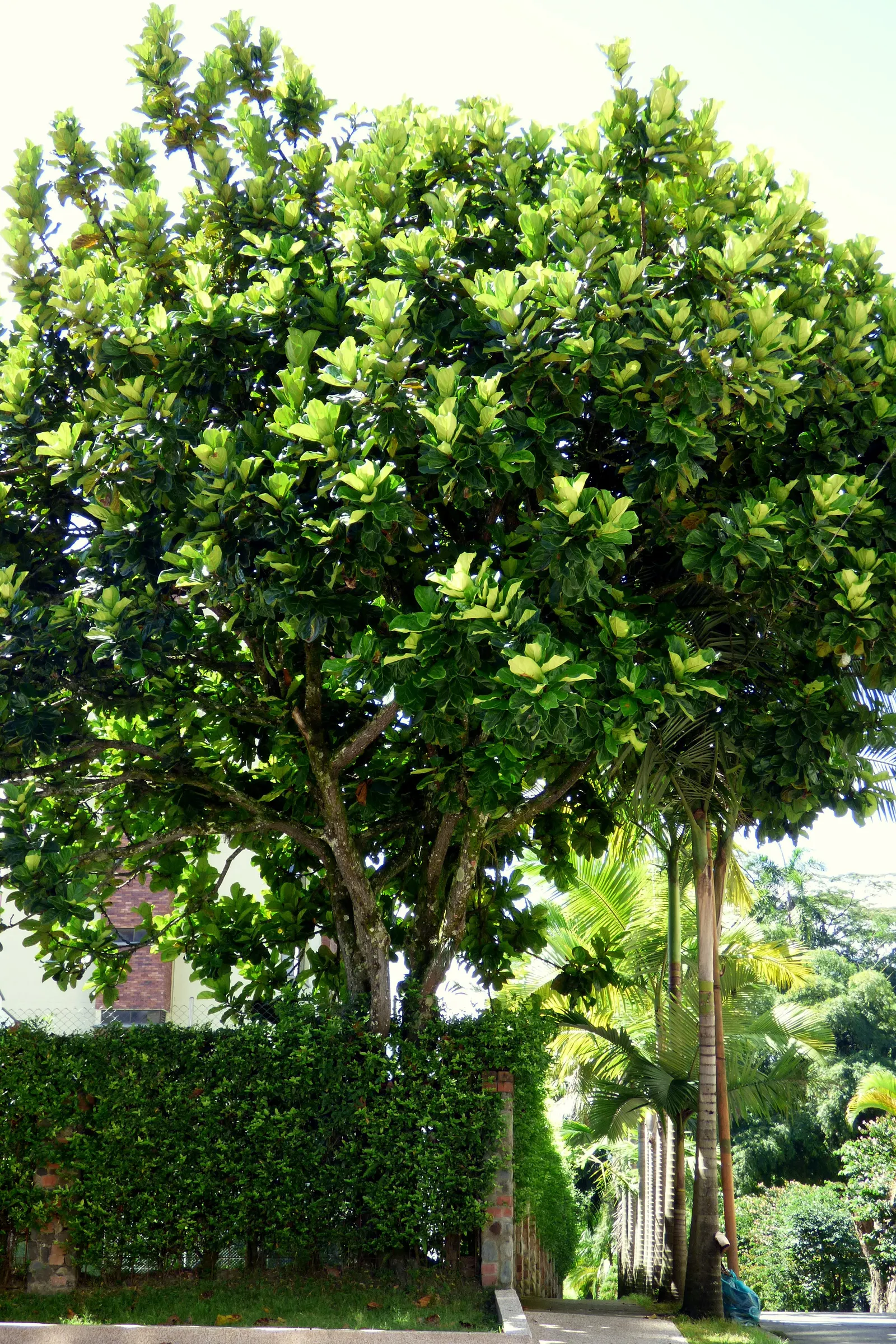 Fiddle-Leaf Fig, Banjo-Leaf Fig (Ficus Lyrata) — Its growth rate is moderate; is a striking and popular addition to interior landscapes