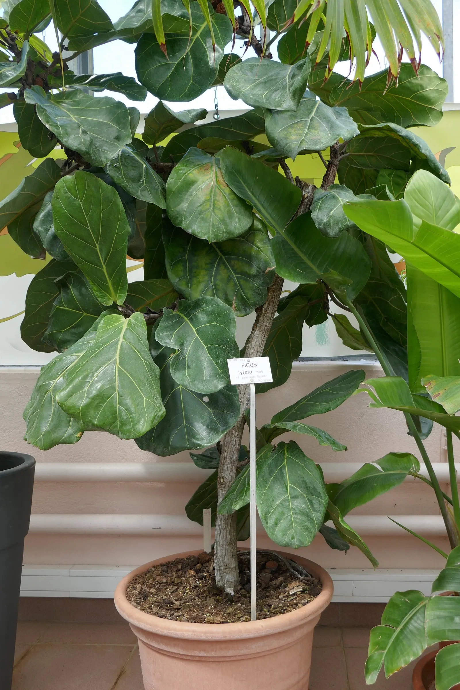 Fiddle-Leaf Fig, Banjo-Leaf Fig (Ficus Lyrata) — glossy violin-shaped leaves that can reach up to 18 inches in length; which indoors can reach, image 59