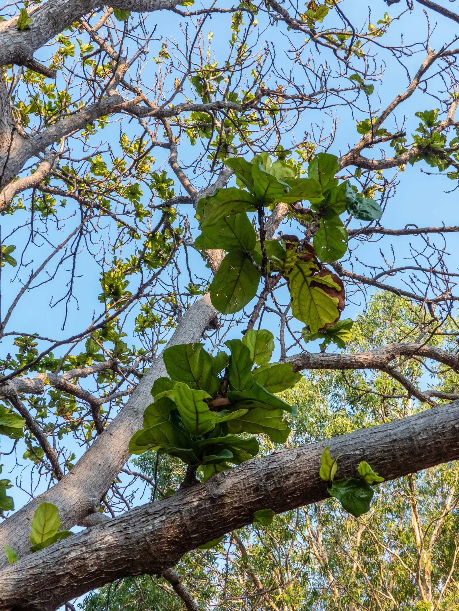 Fiddle-Leaf Fig, Banjo-Leaf Fig (Ficus Lyrata) — broadleaf evergreen / shrub / tree for full or half or shade
