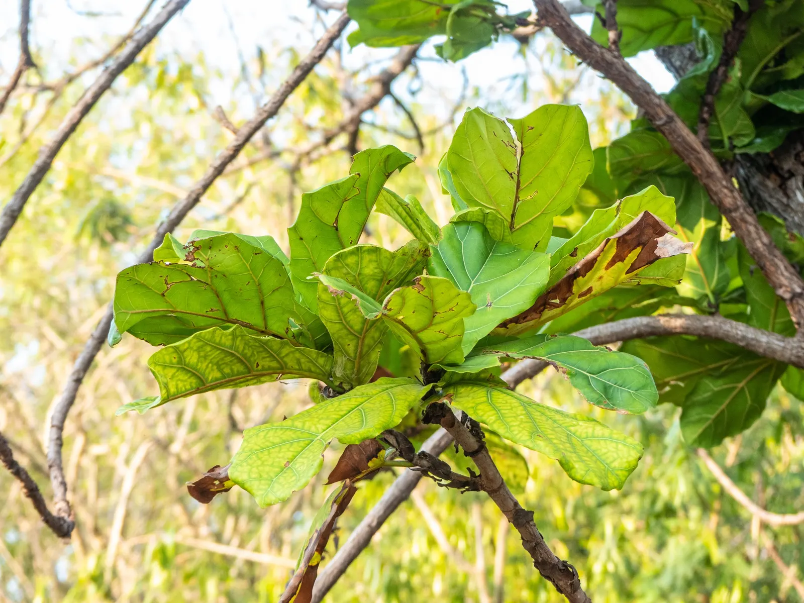 Fiddle-Leaf Fig, Banjo-Leaf Fig (Ficus Lyrata) — Indoor gardeners value this plant for both its grand scale and its ability to purify the air