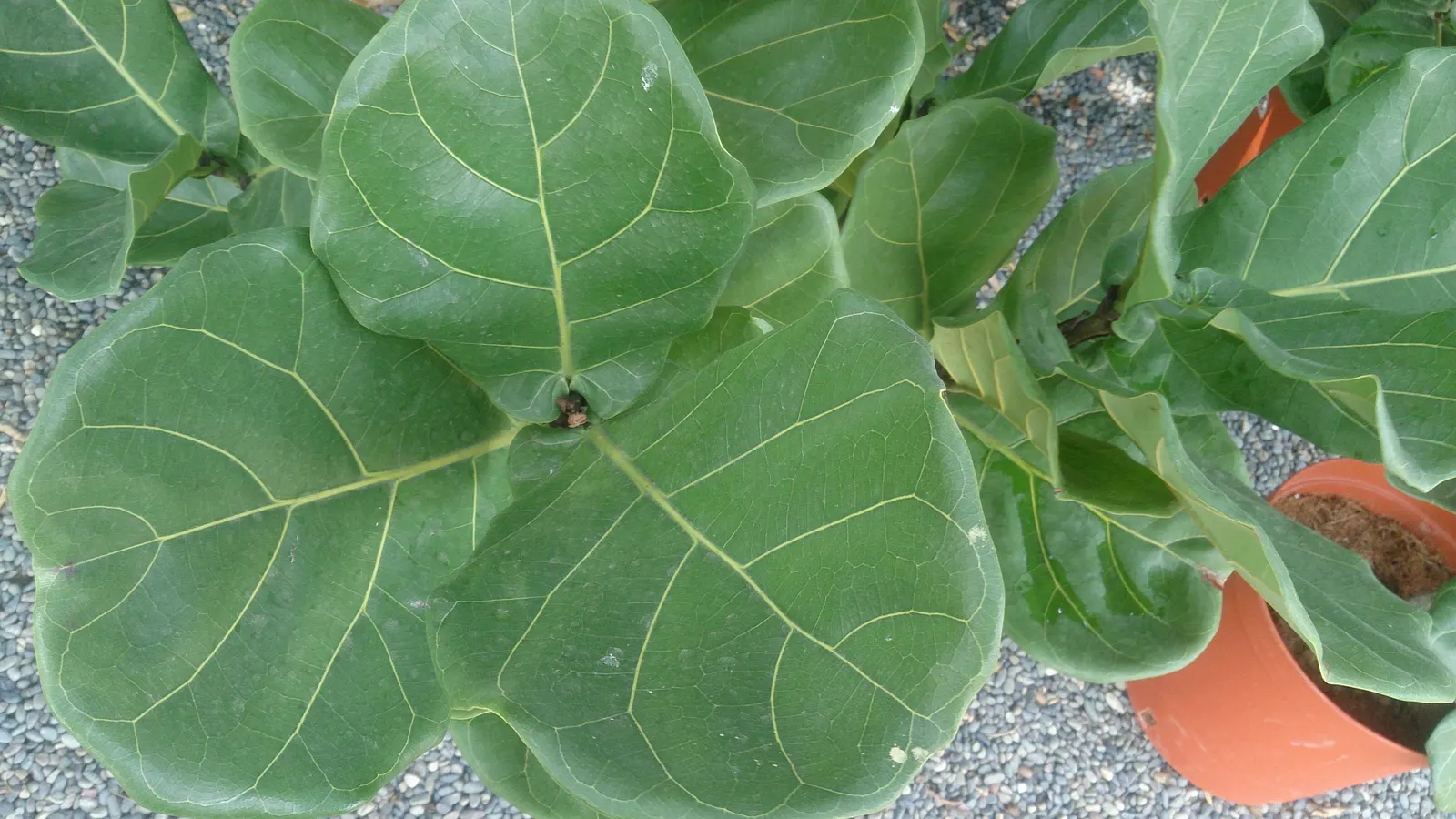 Fiddle-Leaf Fig, Banjo-Leaf Fig (Ficus Lyrata) — When mature, it can reach heights of up to 50 feet outdoors, but remains smaller indoors