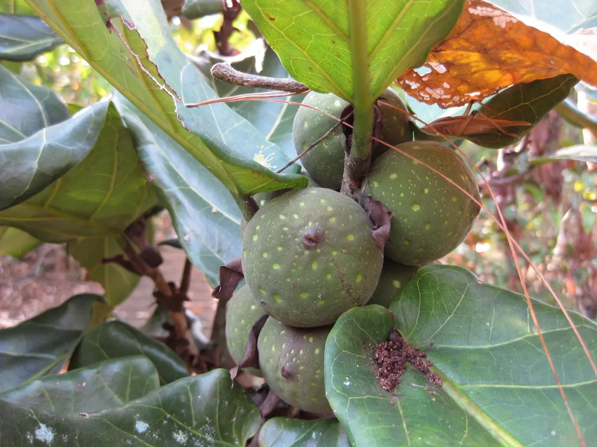 Fiddle-Leaf Fig, Banjo-Leaf Fig (Ficus Lyrata) — well-draining soil to avoid root rot; broadleaf evergreen / shrub / tree for full or half or shade, image 52