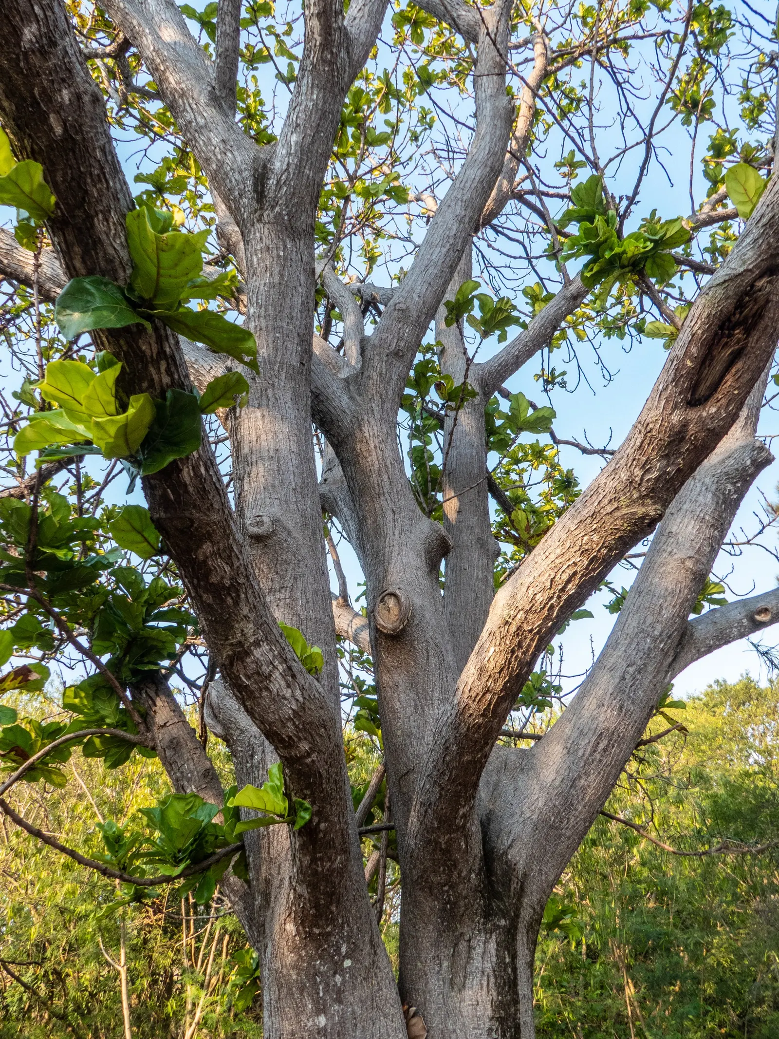 Fiddle-Leaf Fig, Banjo-Leaf Fig (Ficus Lyrata) — The leaves are its hallmark