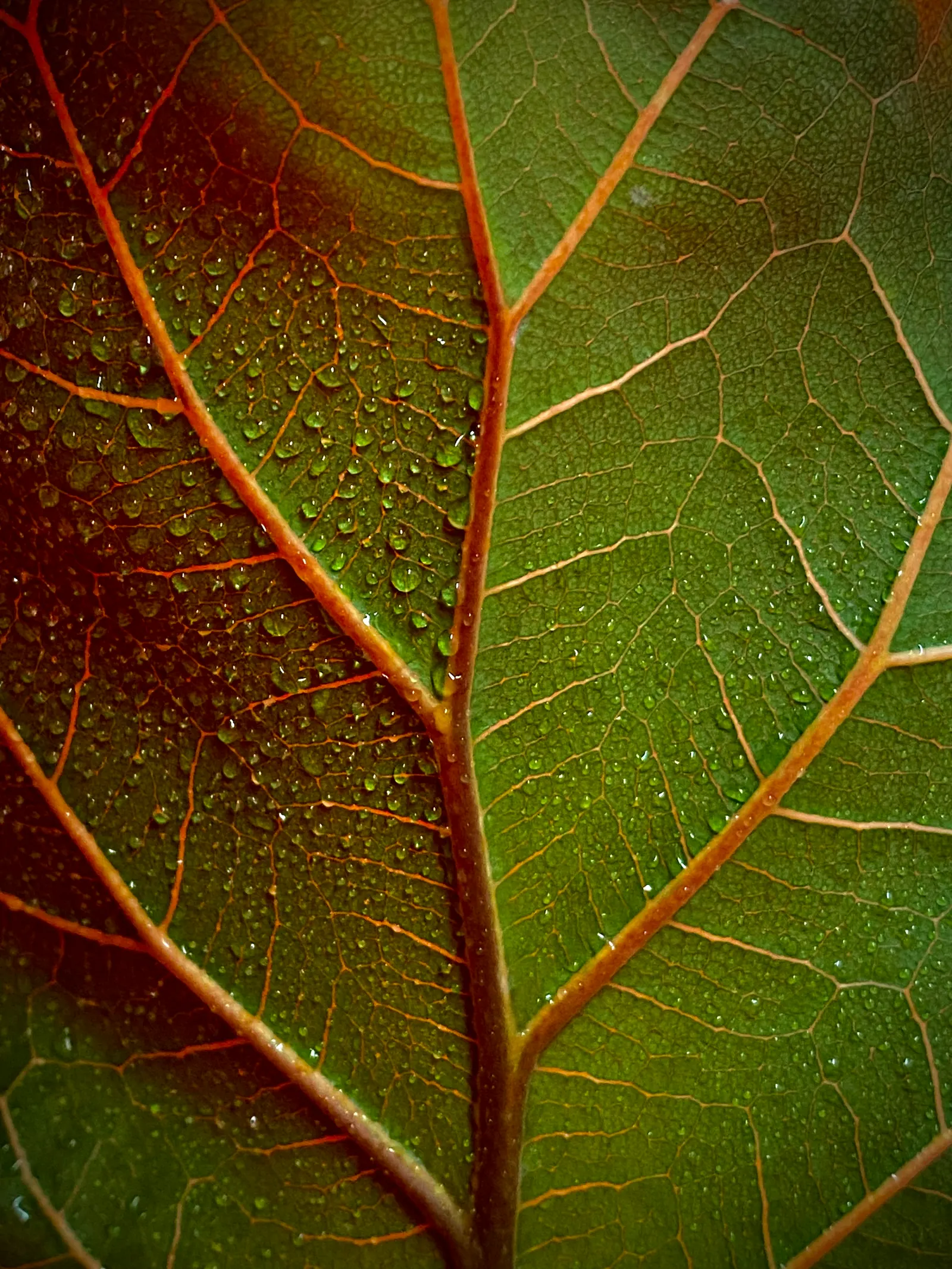 Fiddle-Leaf Fig, Banjo-Leaf Fig (Ficus Lyrata) — indirect sunlight and preferring consistently moist