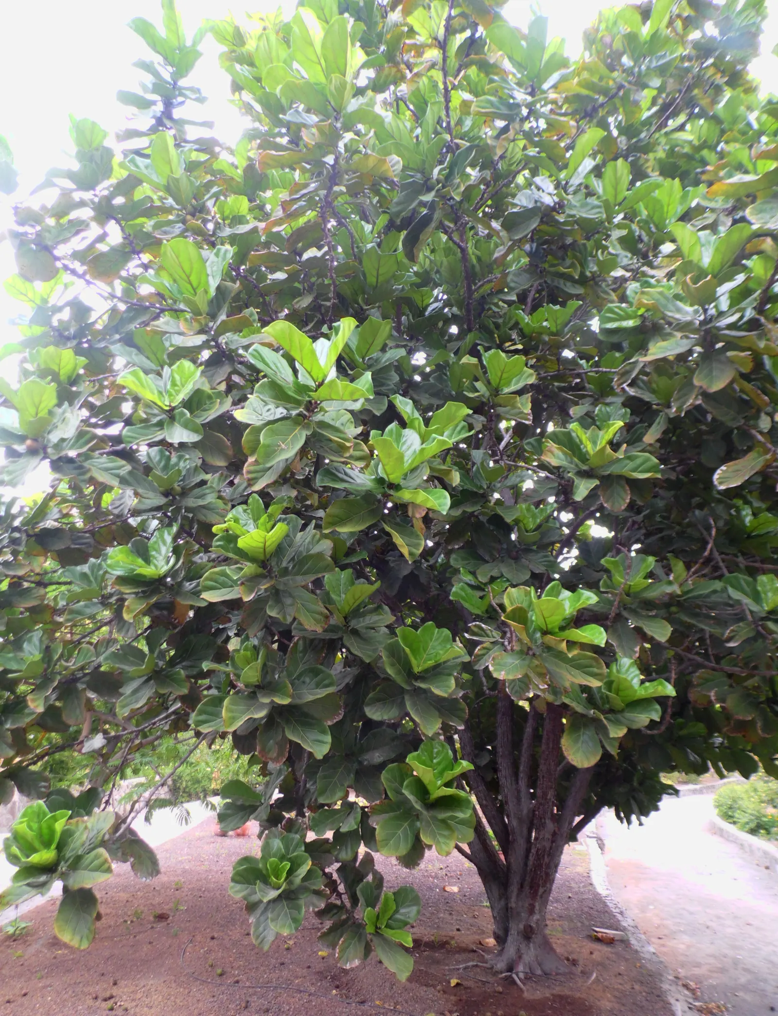 Fiddle-Leaf Fig, Banjo-Leaf Fig (Ficus Lyrata) — deep green hue with prominent veining.<br><br>When integrating Ficus lyrata into landscape, image 47