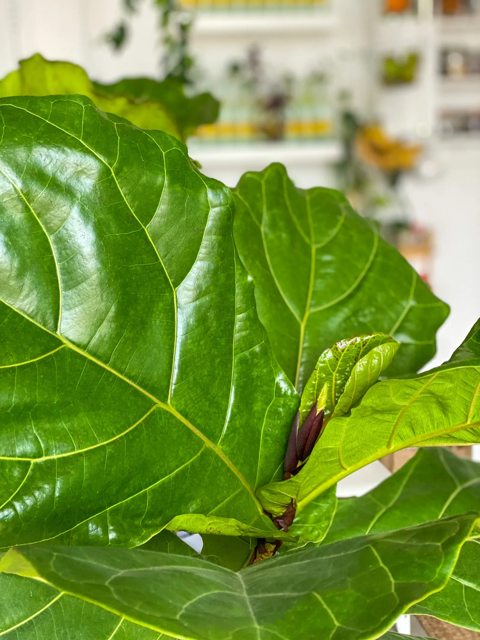 Fiddle-Leaf Fig, Banjo-Leaf Fig (Ficus Lyrata) — Regular dusting of the leaves is not only aesthetically pleasing but also promotes efficient photosynthesis