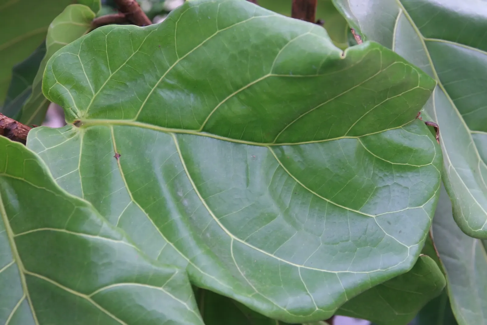 Fiddle-Leaf Fig, Banjo-Leaf Fig (Ficus Lyrata) — architectural presence and violin-shaped