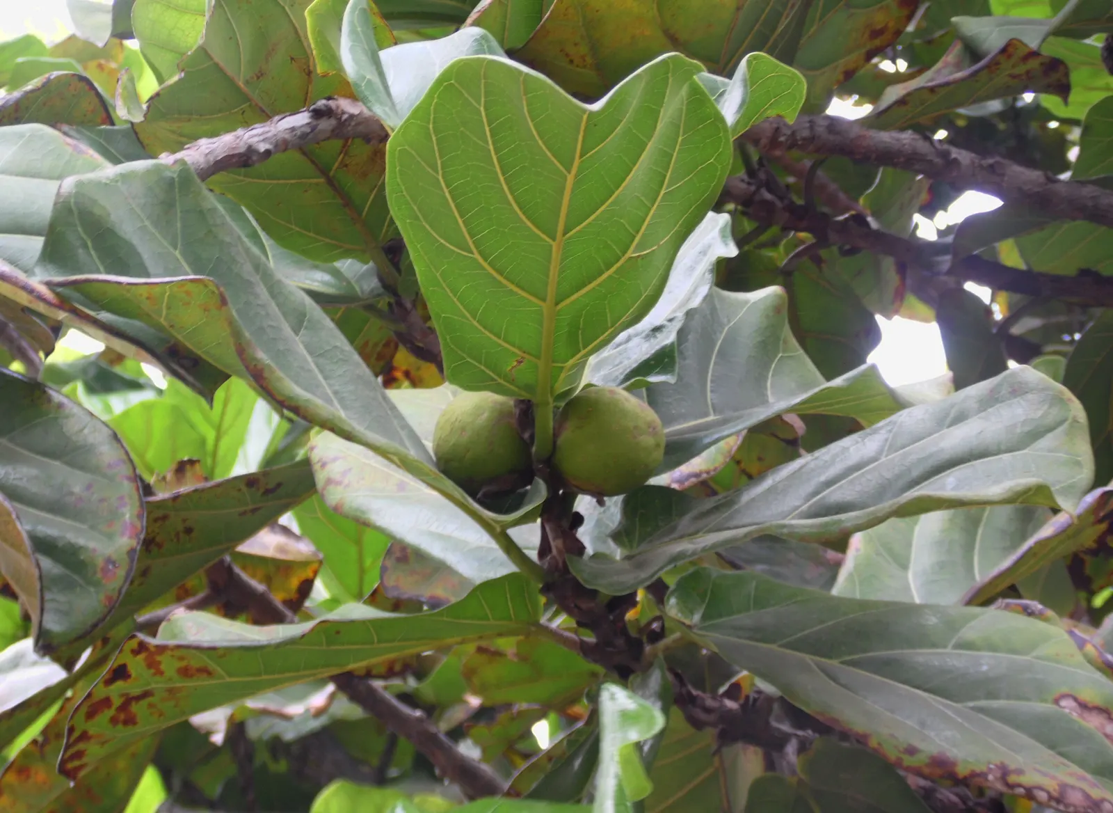 Fiddle-Leaf Fig, Banjo-Leaf Fig (Ficus Lyrata) — Indoor gardeners value this plant for both its grand scale and its ability to purify the air, image 55