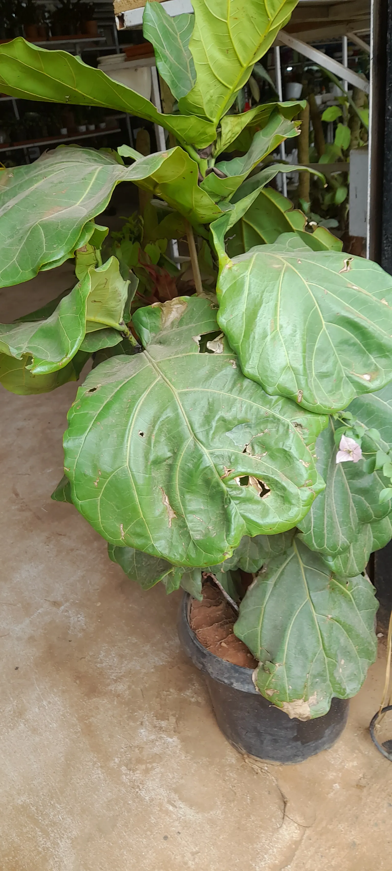 Fiddle-Leaf Fig, Banjo-Leaf Fig (Ficus Lyrata) — Caution should be taken as the sap can be irritating to skin and is toxic if ingested; hence; the leaves are