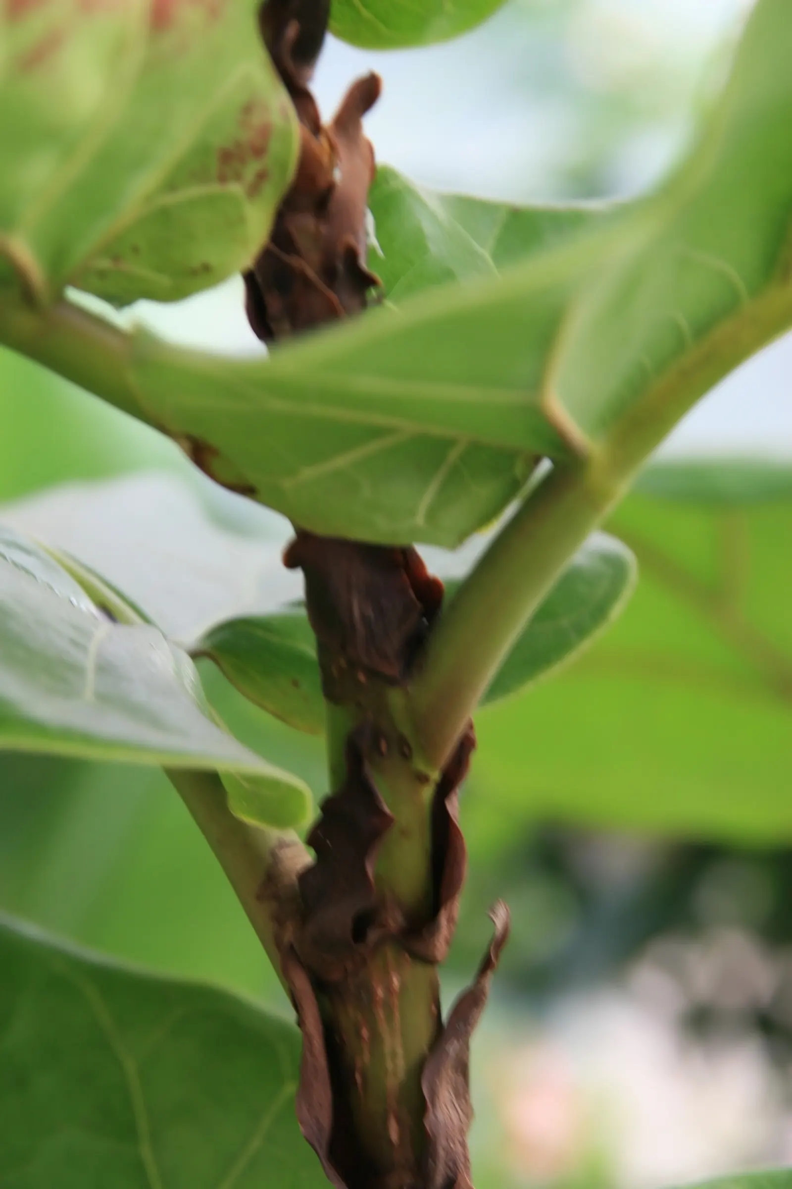 Fiddle-Leaf Fig, Banjo-Leaf Fig (Ficus Lyrata) — making it a functional and elegant choice for residential or commercial landscapes; deep green hue, image 56