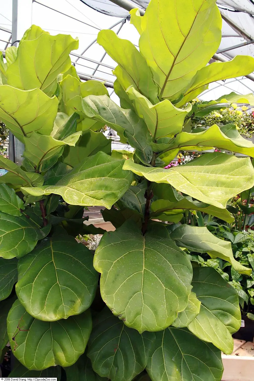 Fiddle-Leaf Fig, Banjo-Leaf Fig (Ficus Lyrata) — When mature, it can reach heights of up to 50 feet outdoors, but remains smaller indoors, image 61