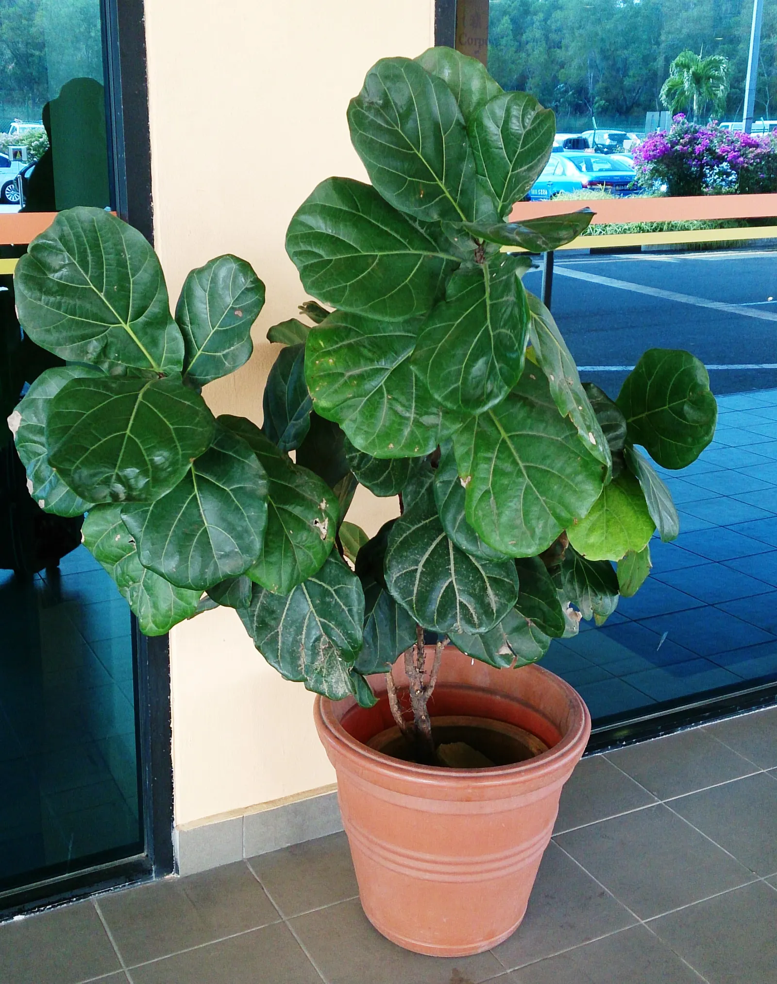 Fiddle-Leaf Fig, Banjo-Leaf Fig (Ficus Lyrata) — Caution should be taken as the sap can be irritating to skin and is toxic if ingested; hence; the, image 72