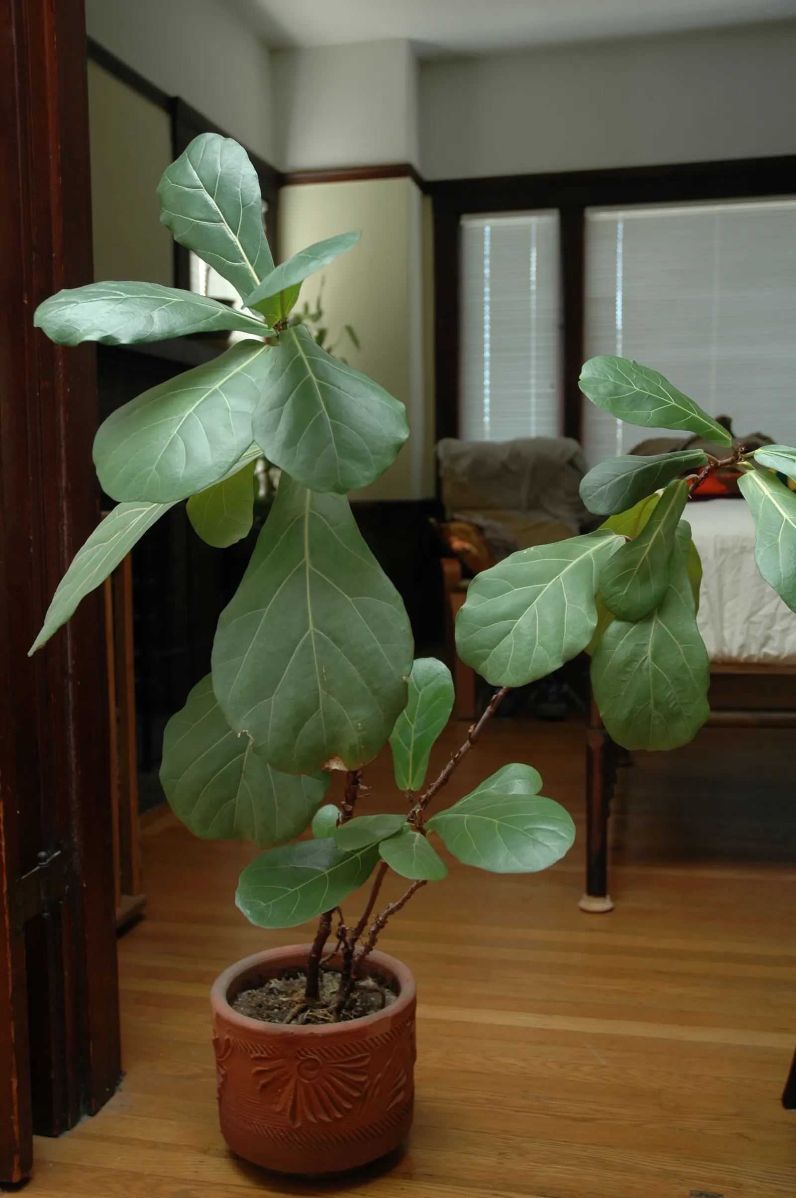 Fiddle-Leaf Fig, Banjo-Leaf Fig (Ficus Lyrata) — When mature, it can reach heights of up to 50 feet outdoors, but remains smaller indoors, image 42