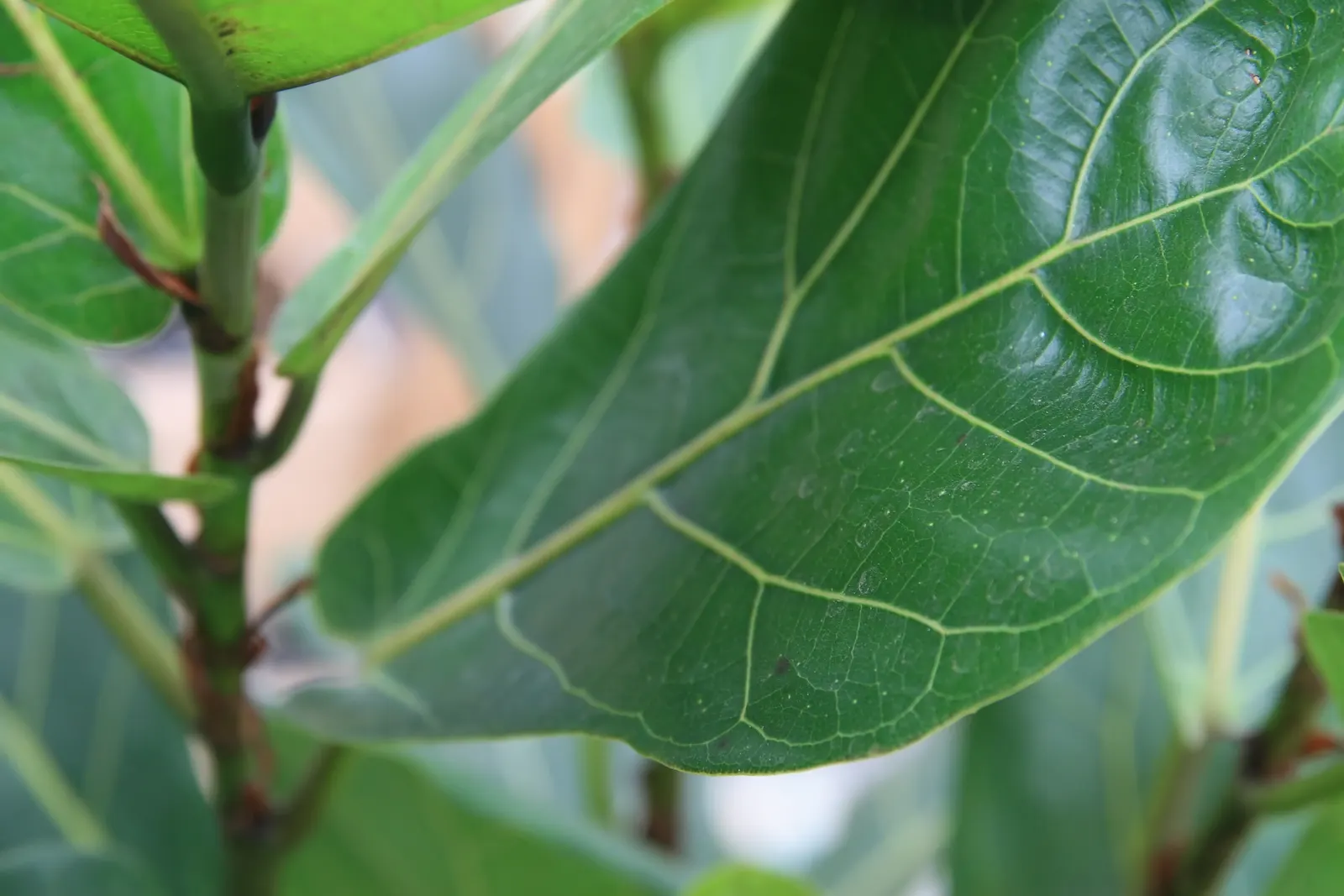 Fiddle-Leaf Fig, Banjo-Leaf Fig (Ficus Lyrata) — The leaves are its hallmark; averaging 10 to 15 inches long and up to 10 inches wide, image 45