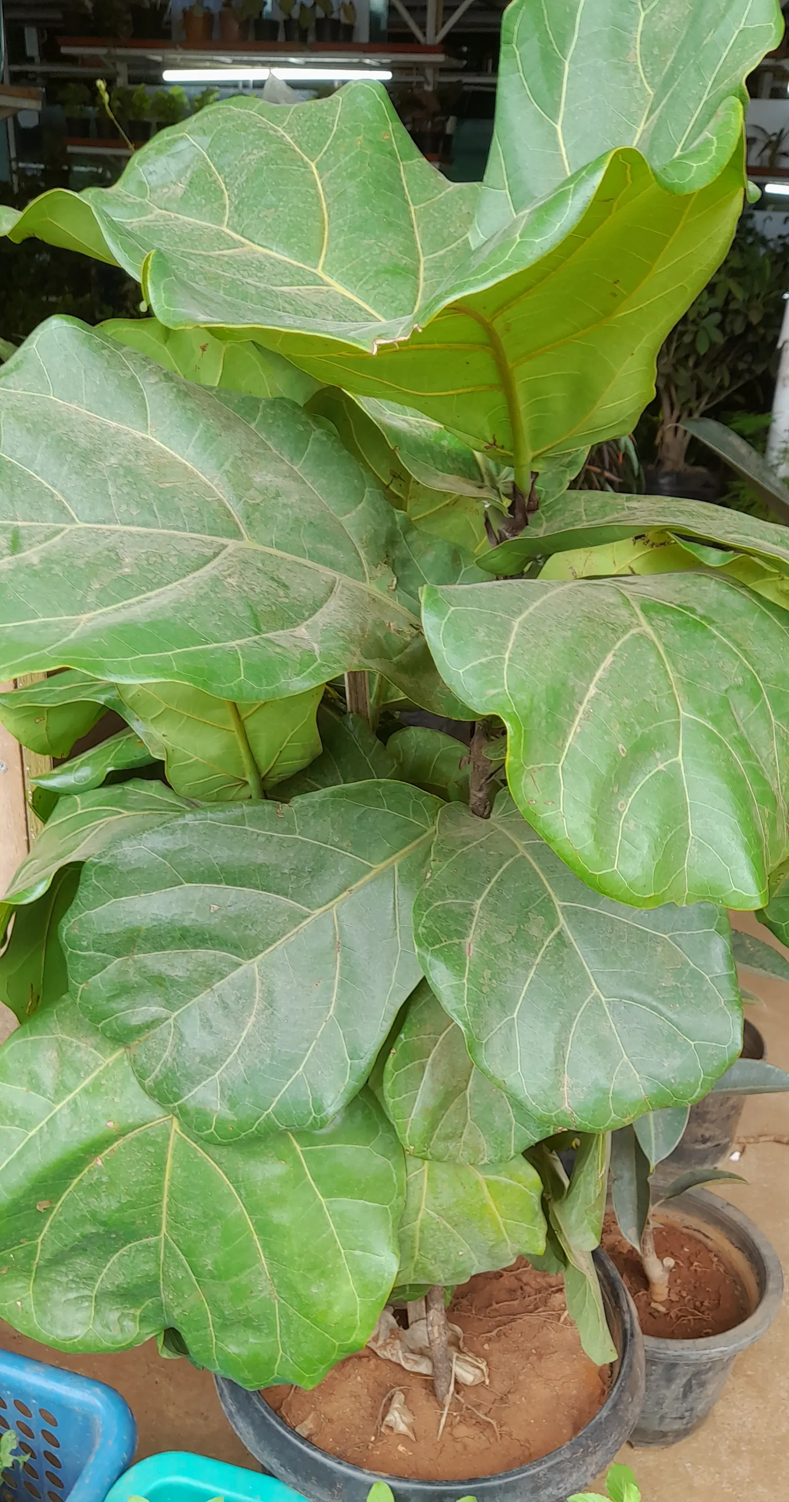 Fiddle-Leaf Fig, Banjo-Leaf Fig (Ficus Lyrata) — As a tropical evergreen, it thrives in warm, humid climates and prefers bright, indirect sunlight