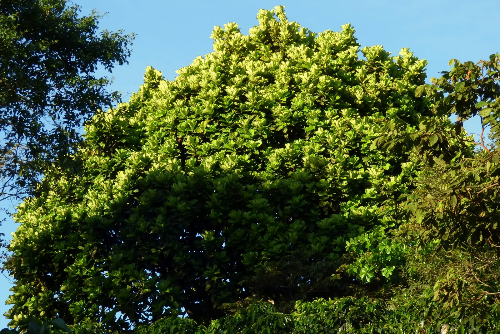 Fiddle-Leaf Fig, Banjo-Leaf Fig (Ficus Lyrata) — averaging 10 to 15 inches long and up to 10 inches wide; caution should be taken as the sap can be irritating