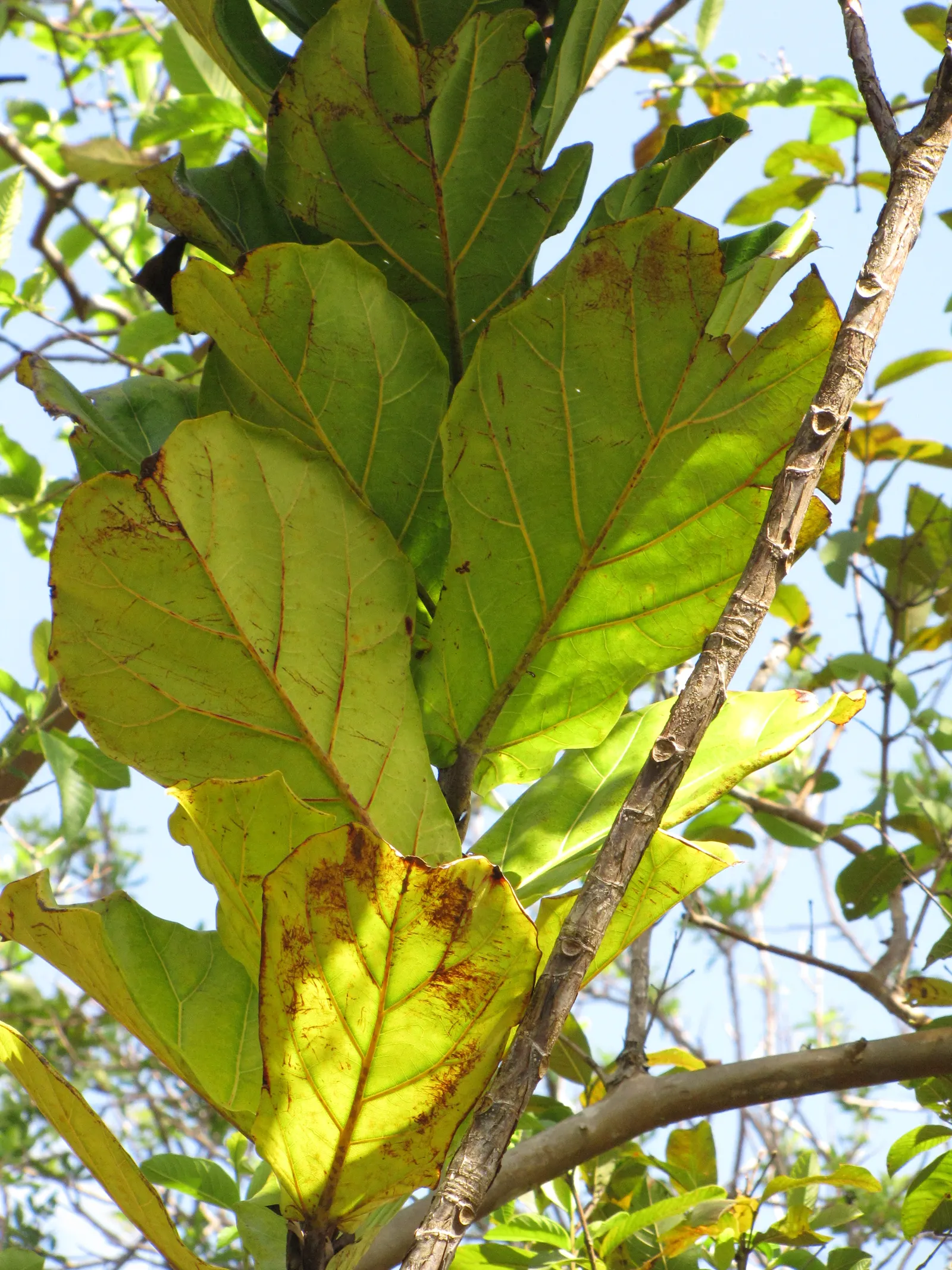 Fiddle-Leaf Fig, Banjo-Leaf Fig (Ficus Lyrata) — Its growth rate is moderate; is a striking and popular addition to interior landscapes, image 69