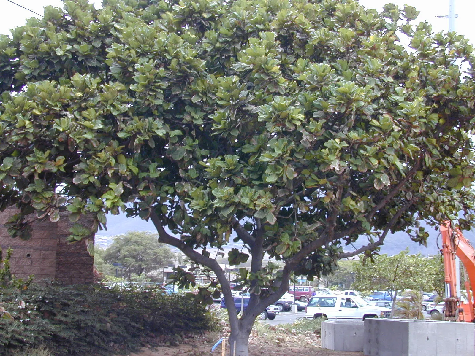 Fiddle-Leaf Fig, Banjo-Leaf Fig (Ficus Lyrata) — indirect sunlight and preferring consistently moist; its growth rate is moderate