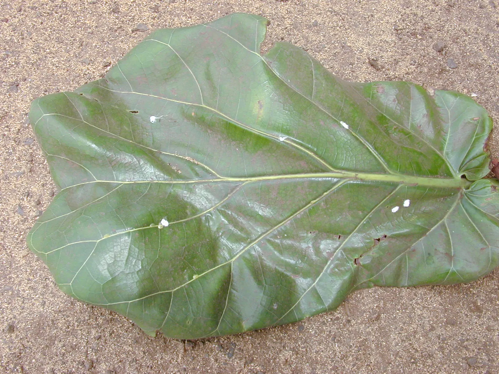 Fiddle-Leaf Fig, Banjo-Leaf Fig (Ficus Lyrata) — broadleaf evergreen / shrub / tree for full or half or shade; regular dusting of the leaves is not only