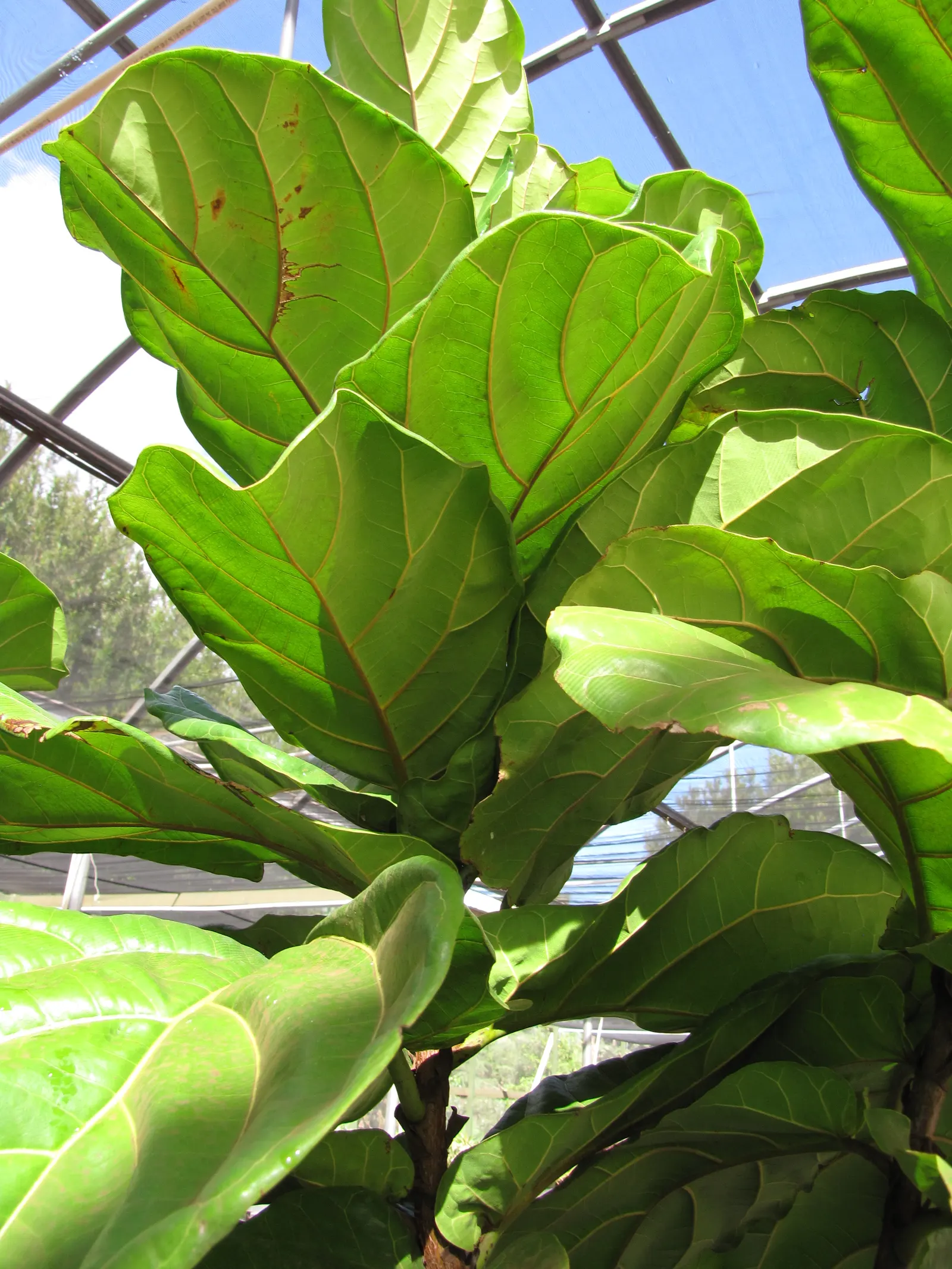 Fiddle-Leaf Fig, Banjo-Leaf Fig (Ficus Lyrata) — well-draining soil to avoid root rot; broadleaf evergreen / shrub / tree for full or half or shade