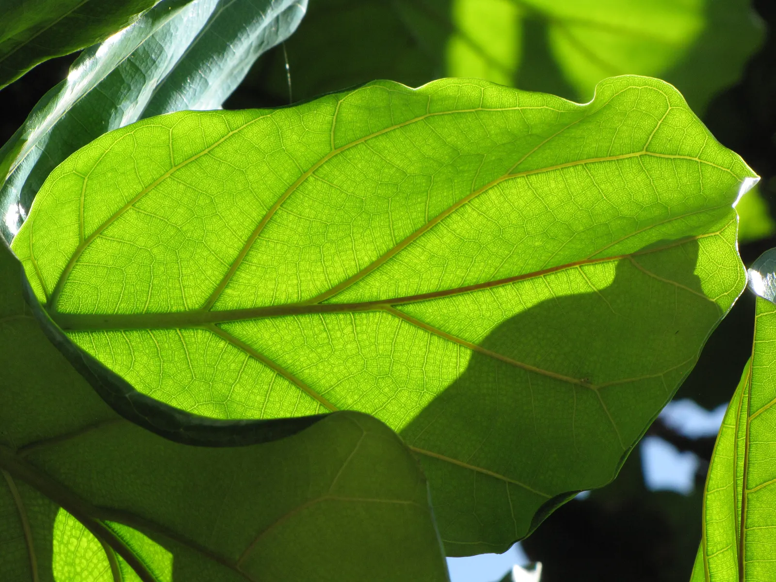 Fiddle-Leaf Fig, Banjo-Leaf Fig (Ficus Lyrata) — The leaves are its hallmark; averaging 10 to 15 inches long and up to 10 inches wide