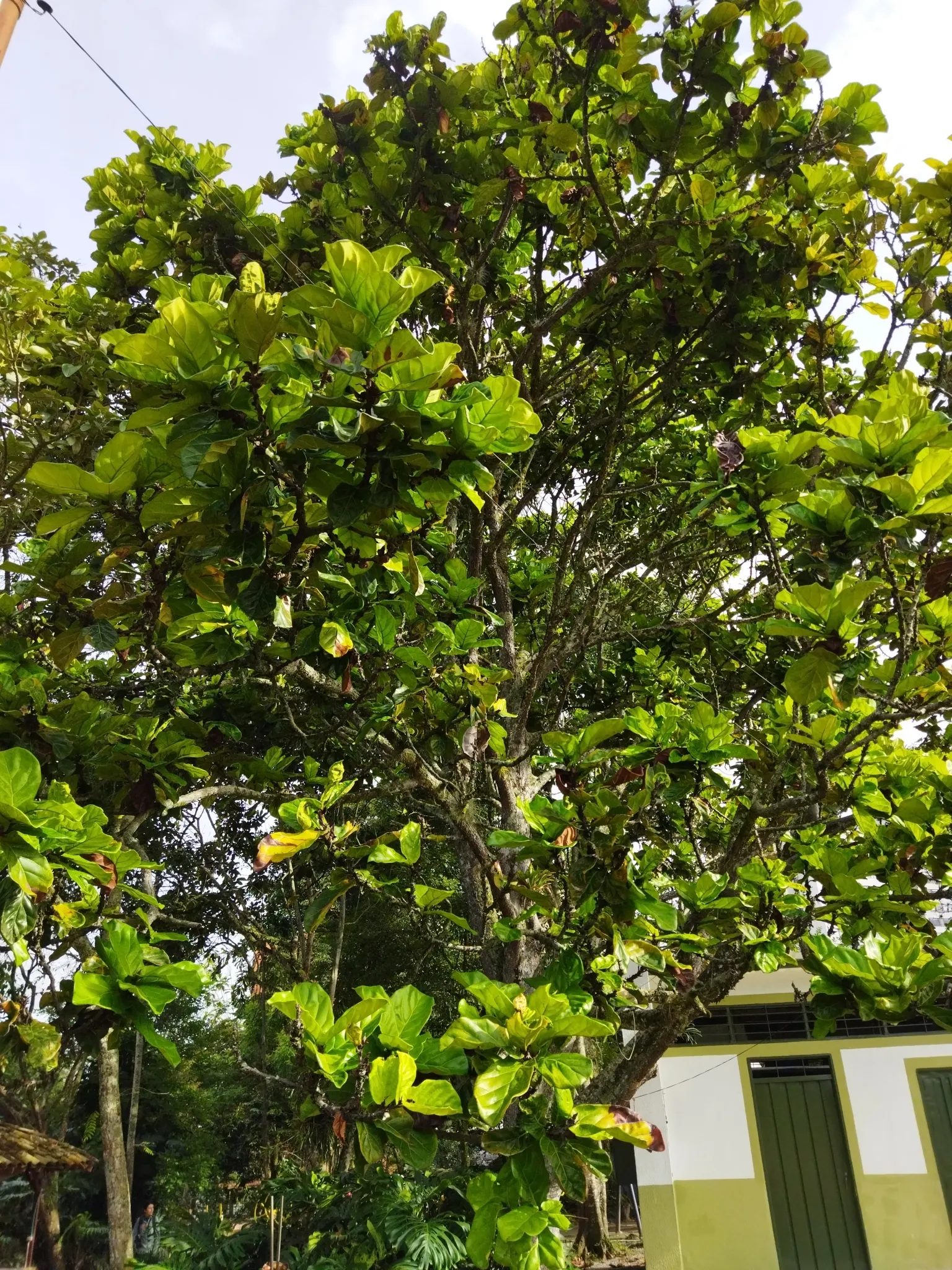 Fiddle-Leaf Fig, Banjo-Leaf Fig (Ficus Lyrata) — consider its vertical growth habit and potential height