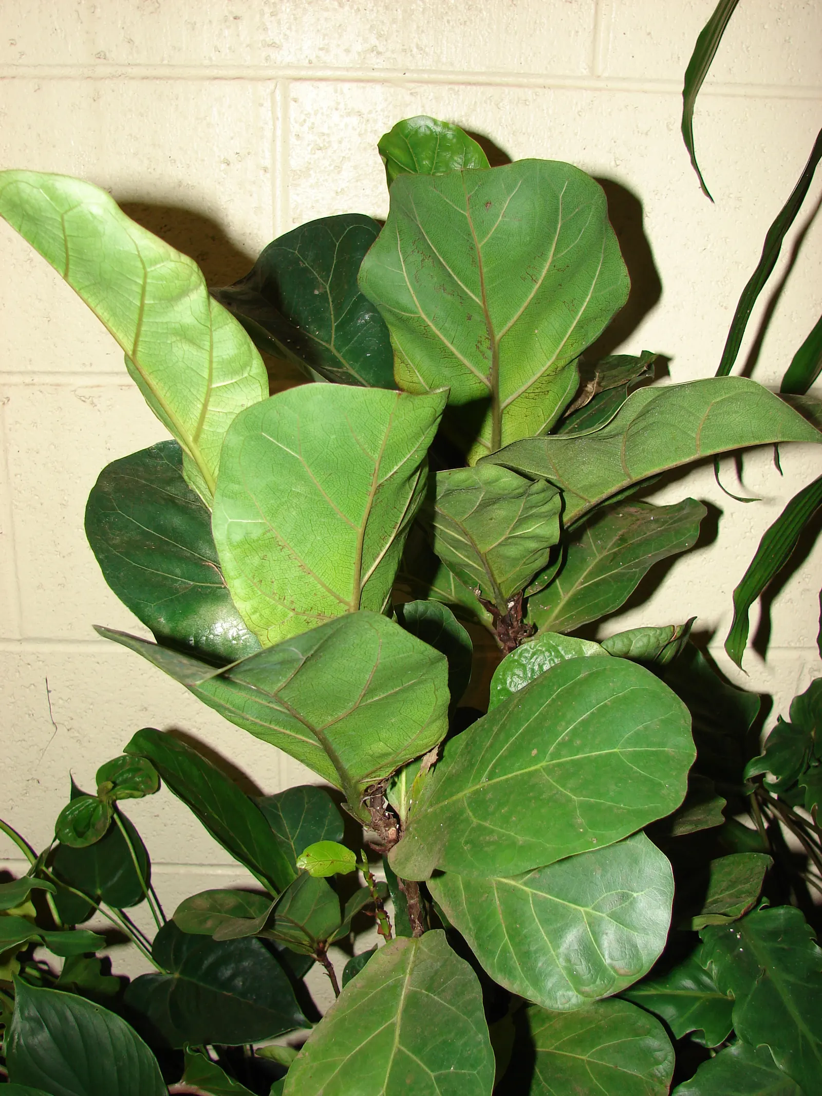 Fiddle-Leaf Fig, Banjo-Leaf Fig (Ficus Lyrata) — Its growth rate is moderate; is a striking and popular addition to interior landscapes, image 50