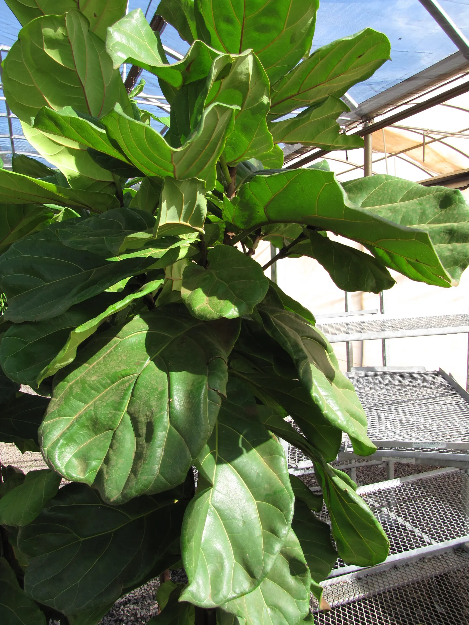 Fiddle-Leaf Fig, Banjo-Leaf Fig (Ficus Lyrata) — Indoor gardeners value this plant for both its grand scale and its ability to purify the air; glossy