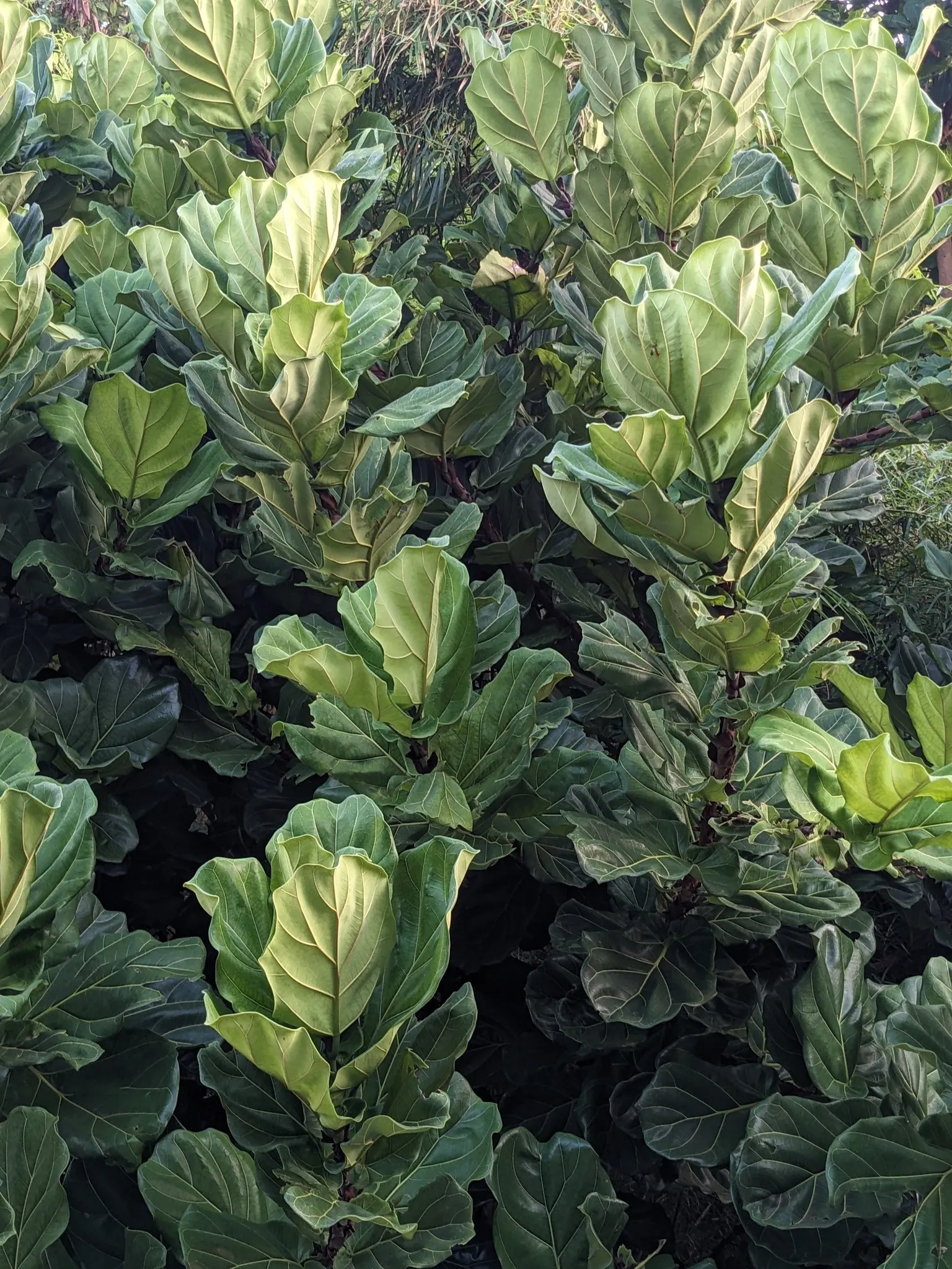 Fiddle-Leaf Fig, Banjo-Leaf Fig (Ficus Lyrata) — As a tropical evergreen, it thrives in warm, humid climates and prefers bright, indirect sunlight, image 60