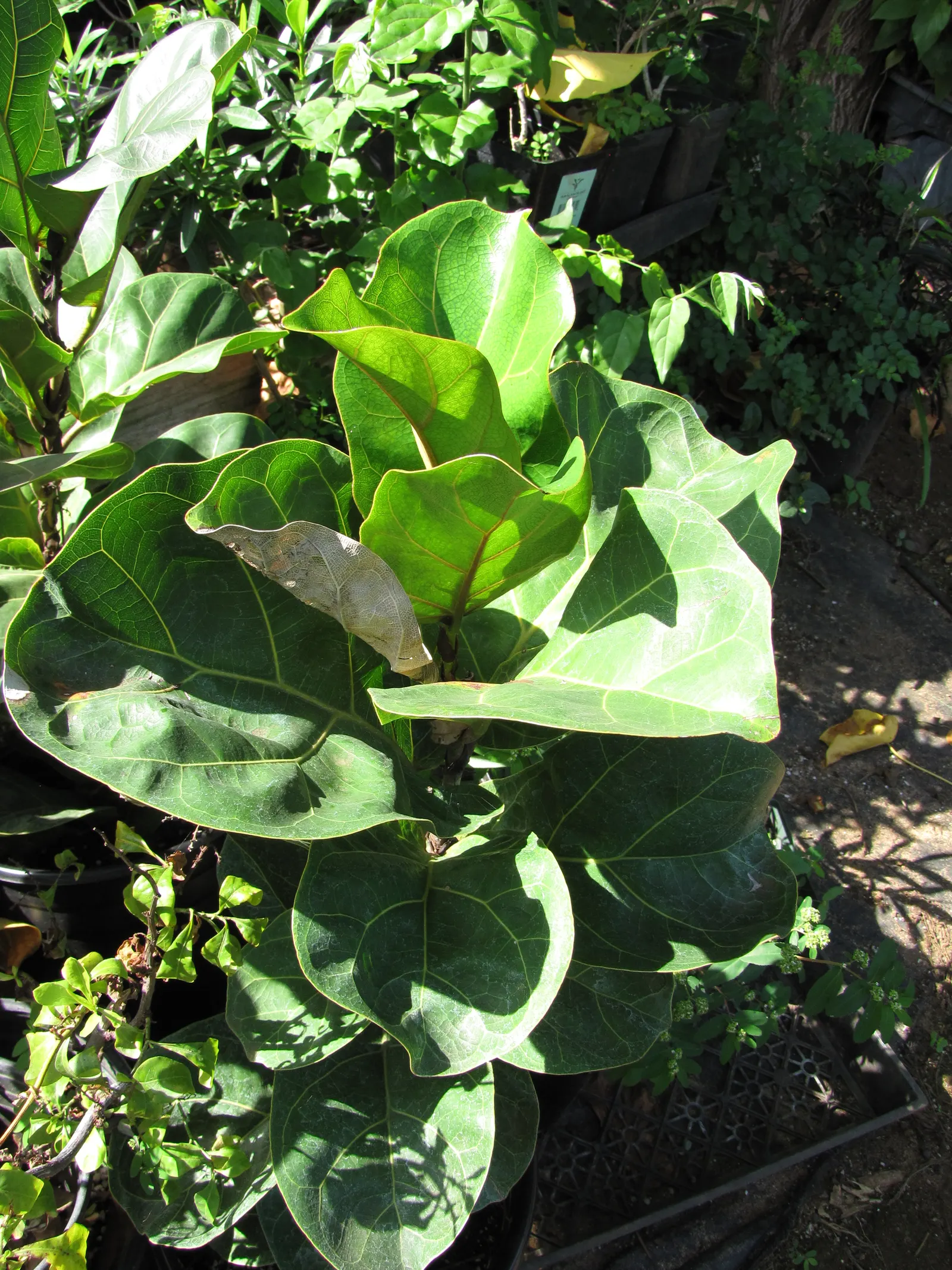 Fiddle-Leaf Fig, Banjo-Leaf Fig (Ficus Lyrata) — well-draining soil to avoid root rot
