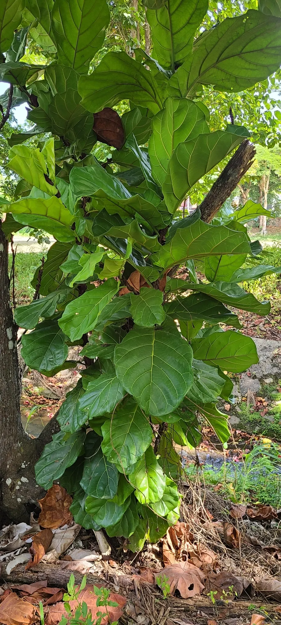 Fiddle-Leaf Fig, Banjo-Leaf Fig (Ficus Lyrata) — commonly called Fiddle-leaf Fig; when mature, it can reach heights of up to 50 feet outdoors, but remains