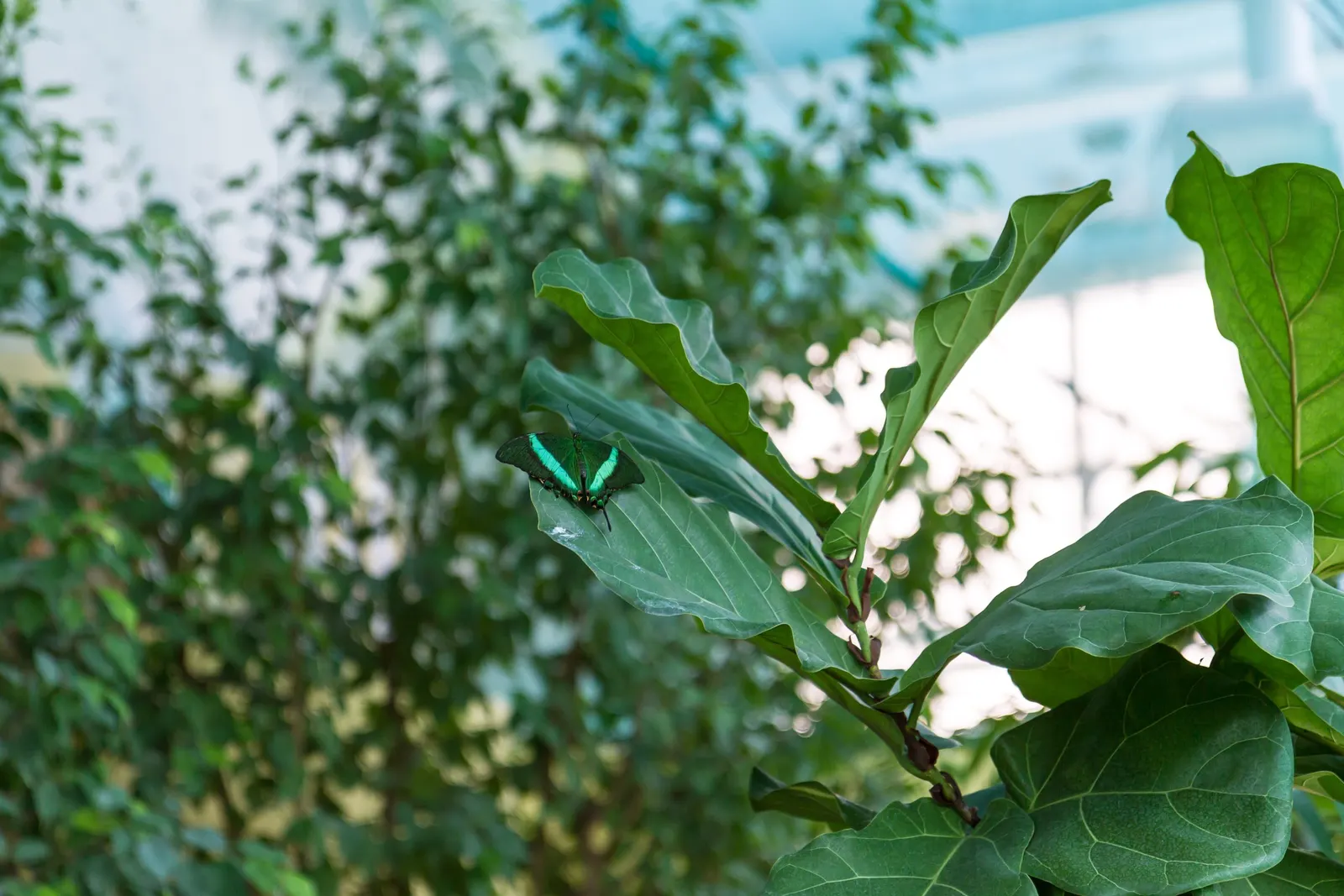 Fiddle-Leaf Fig, Banjo-Leaf Fig (Ficus Lyrata) — making it a functional and elegant choice for residential or commercial landscapes