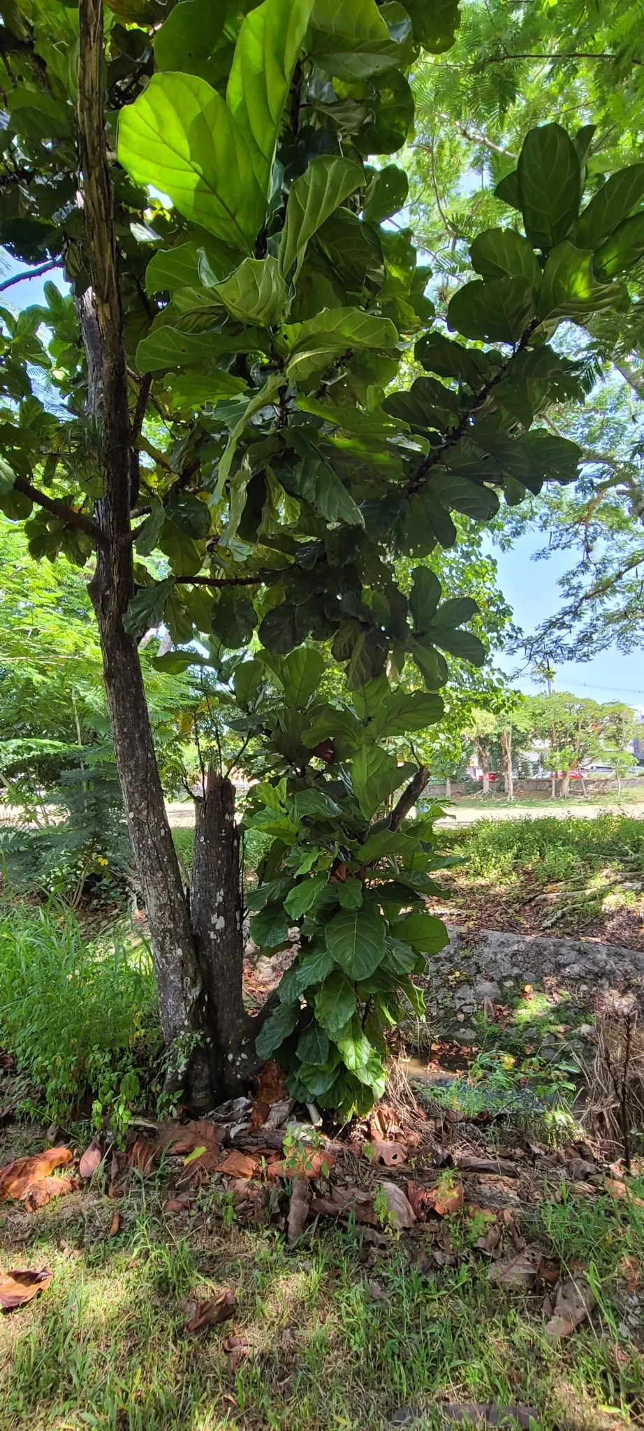 Fiddle-Leaf Fig, Banjo-Leaf Fig (Ficus Lyrata) — which indoors can reach anywhere between 2 to 10 feet and rarely up to 15 feet if conditions are, image 68