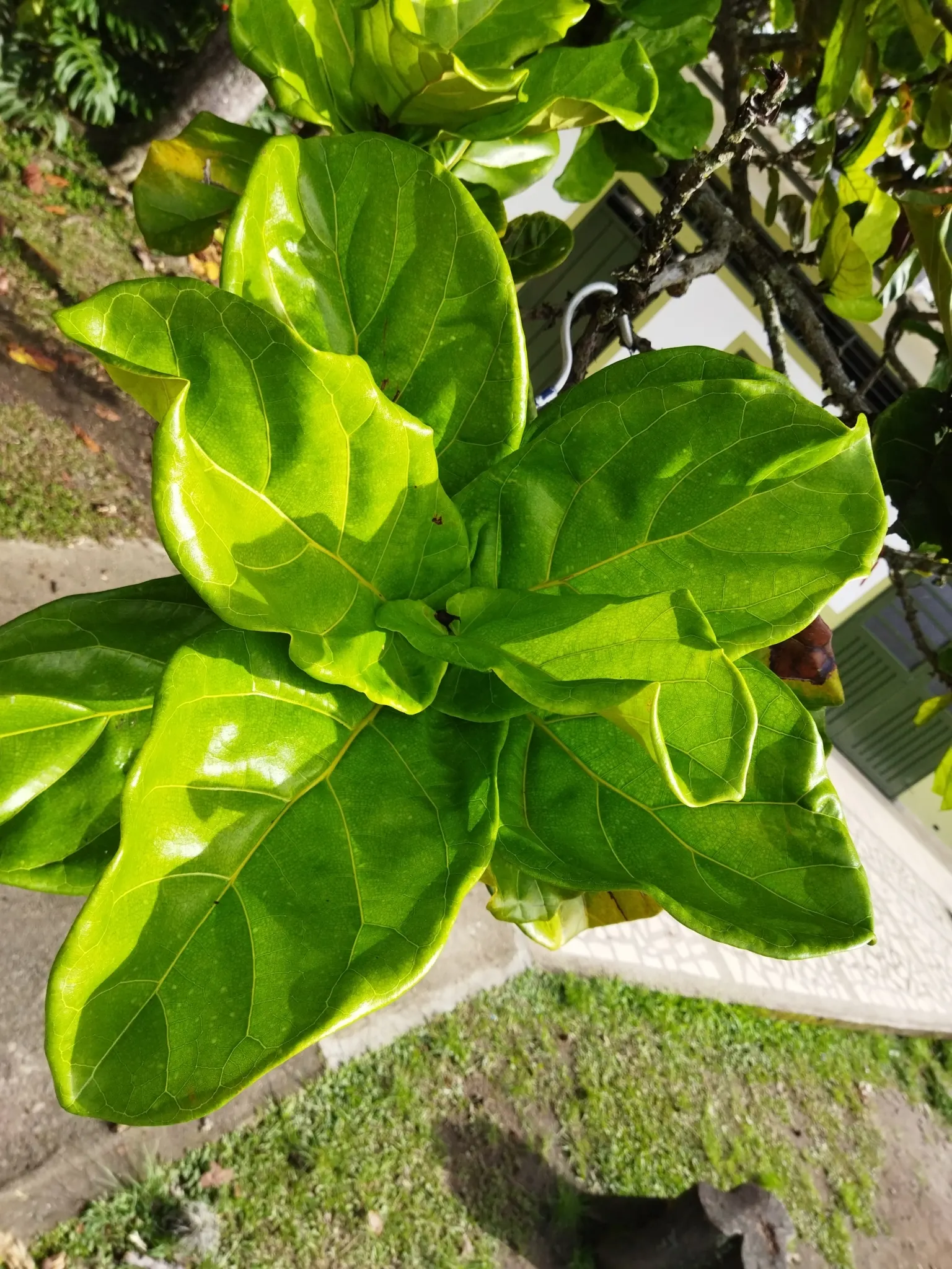 Fiddle-Leaf Fig, Banjo-Leaf Fig (Ficus Lyrata) — averaging 10 to 15 inches long and up to 10 inches wide