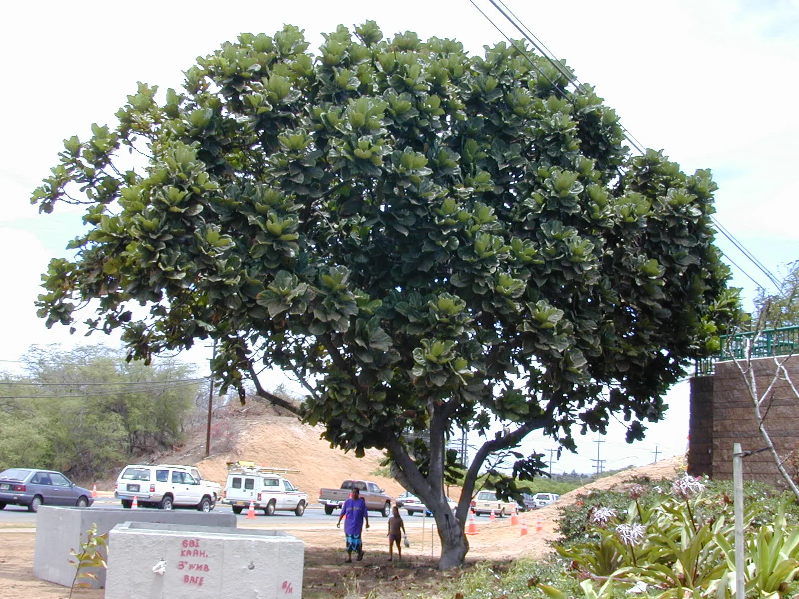 Fiddle-Leaf Fig, Banjo-Leaf Fig (Ficus Lyrata) — Regular dusting of the leaves is not only aesthetically pleasing but also promotes efficient, image 54