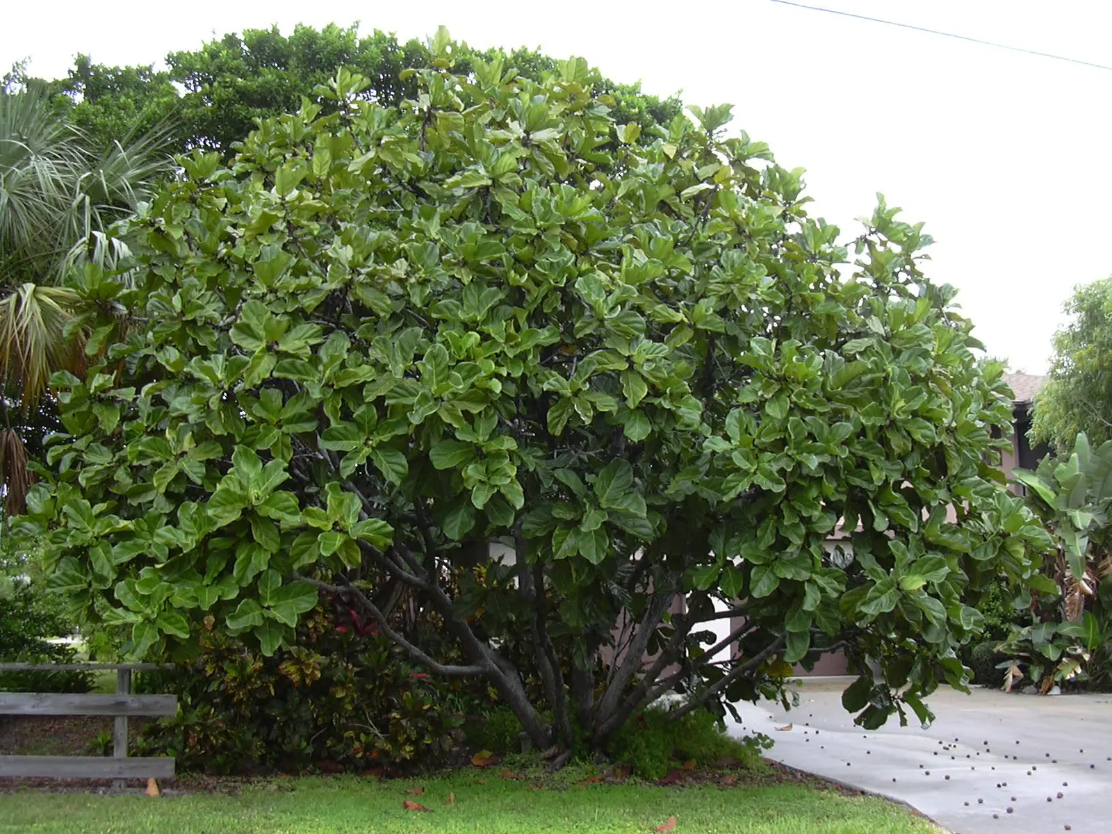 Fiddle-Leaf Fig, Banjo-Leaf Fig (Ficus Lyrata) — broadleaf evergreen / shrub / tree for full or half or shade; regular dusting of the leaves is not, image 57