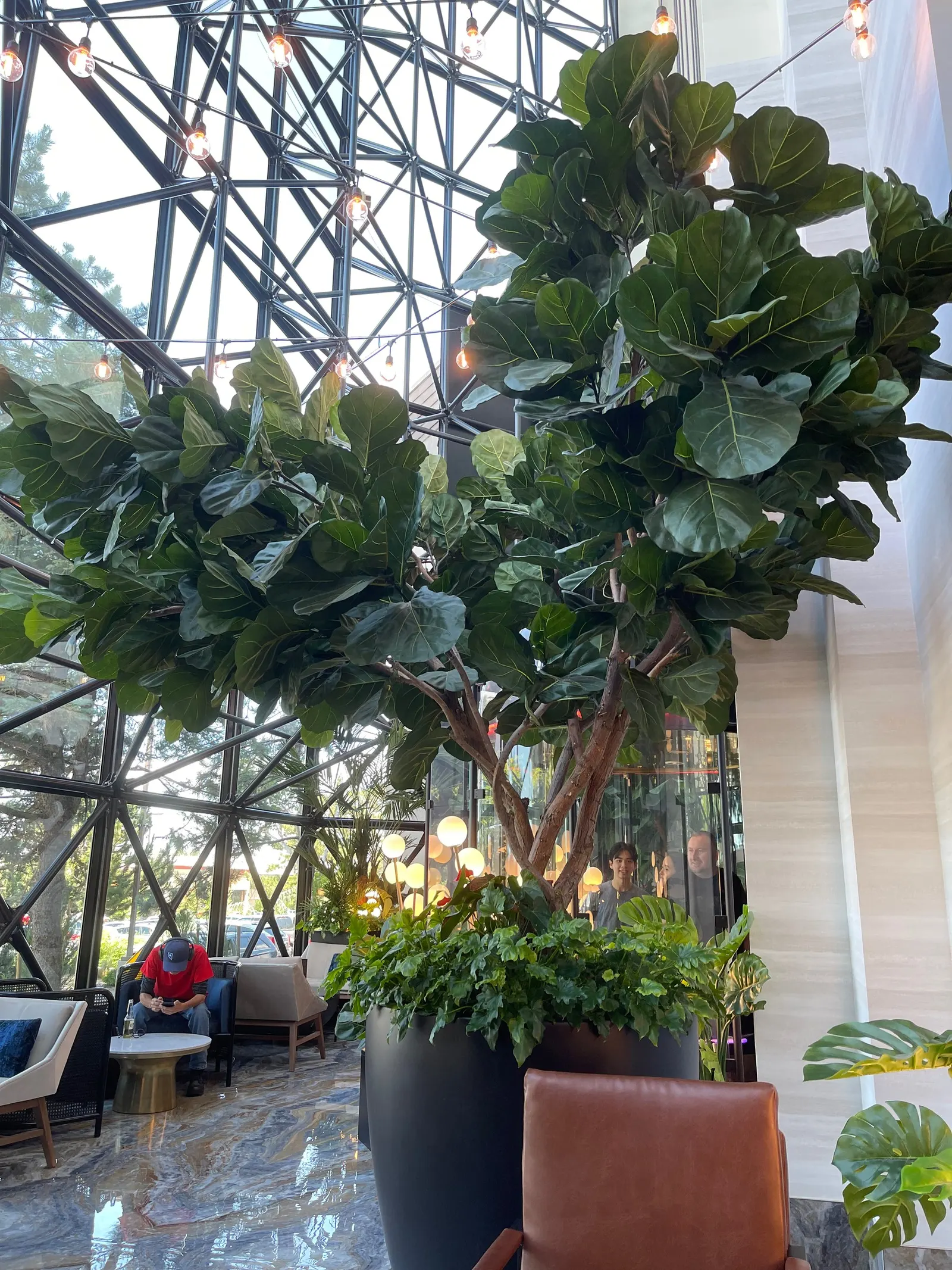 Fiddle-Leaf Fig, Banjo-Leaf Fig (Ficus Lyrata) — commonly called Fiddle-leaf Fig