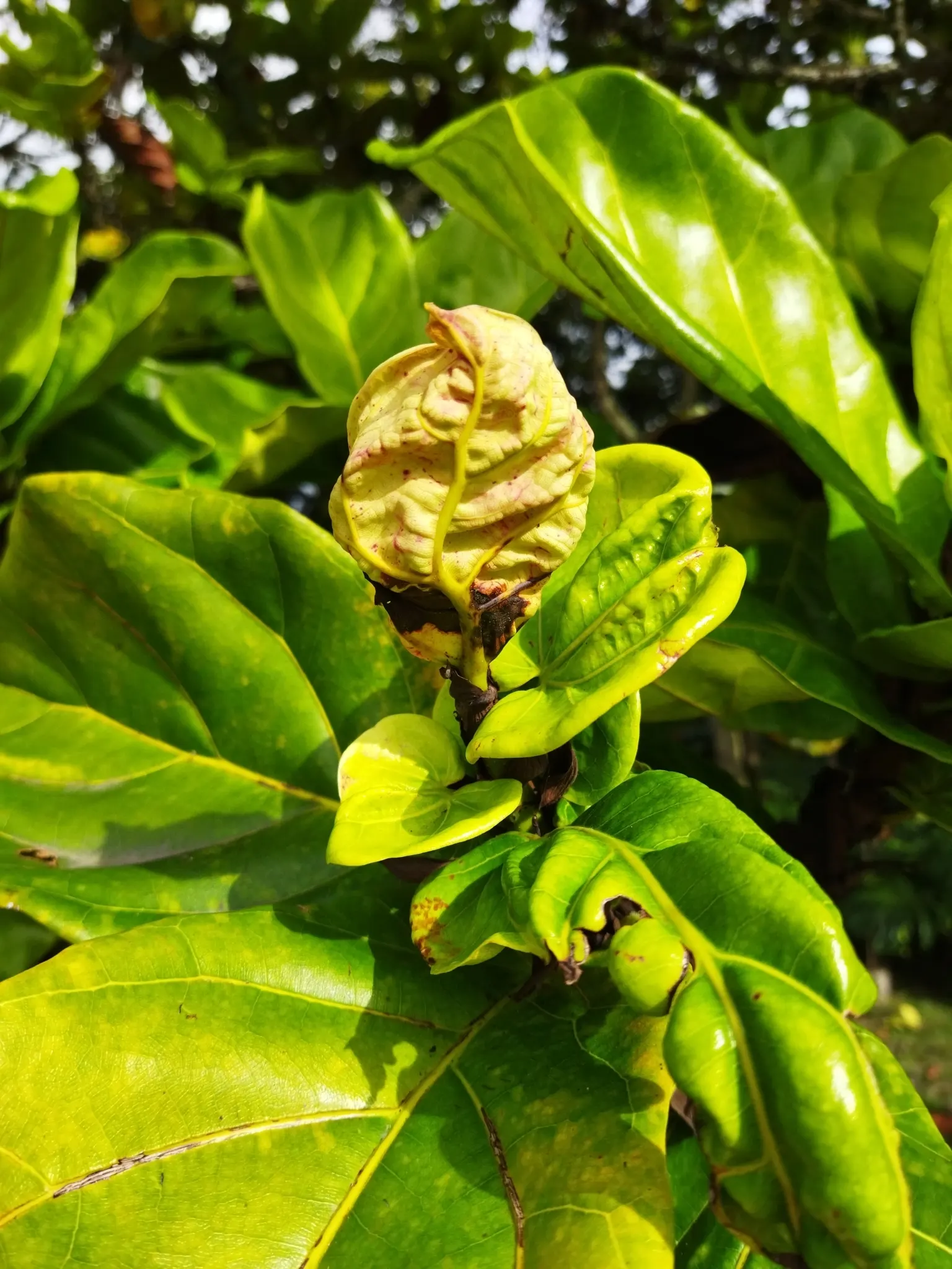 Fiddle-Leaf Fig, Banjo-Leaf Fig (Ficus Lyrata) — The leaves are its hallmark; averaging 10 to 15 inches long and up to 10 inches wide, image 64